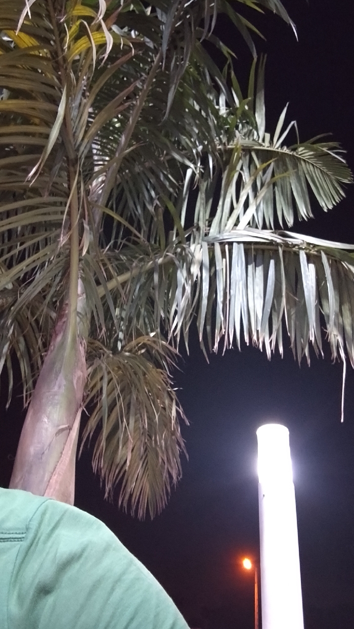 A palm tree is captured at night, its fronds casting shadows against the dark sky. A white, cylindrical light fixture stands to the right, emitting a bright glow. A small, orange light source is visible further in the background. A portion of a person's green shirt is visible in the lower-left corner, suggesting the photograph was taken from a low angle.