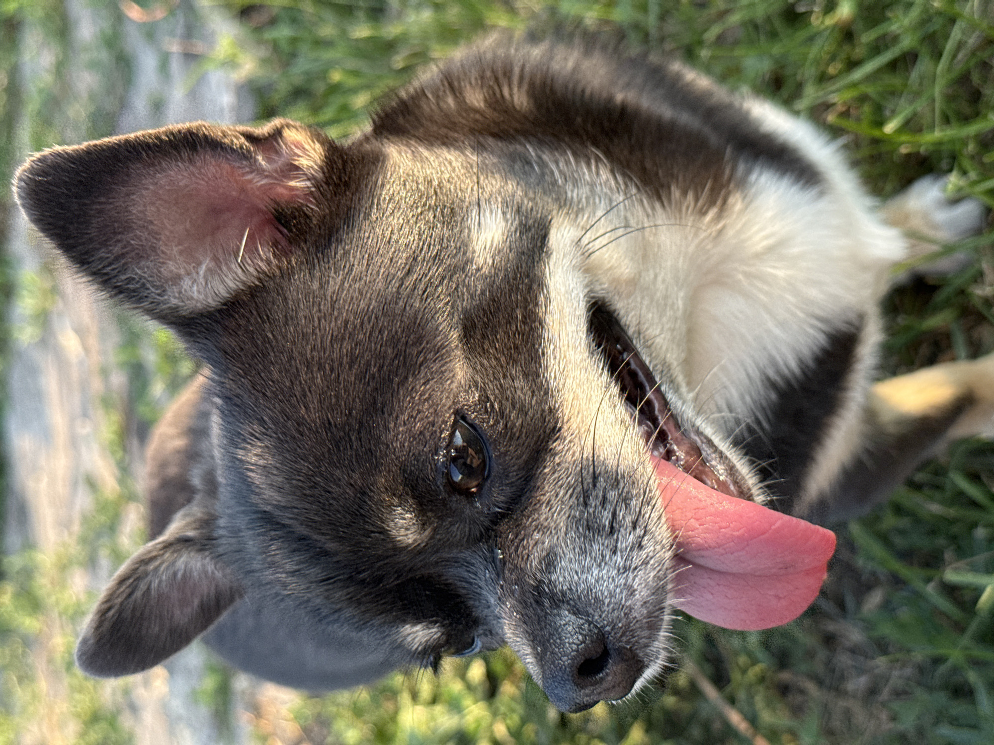 An over-the-shoulder, close-up photograph shows a dark grey and tan chihuahua panting with its tongue out, sitting in green grass. The dog's ears are erect, and its brown eyes are looking to the left. The background is blurred, showing more green grass and some tan dirt or path. The lighting suggests it is daytime, possibly late afternoon, with sunlight hitting the dog's fur. There are no people or buildings visible.