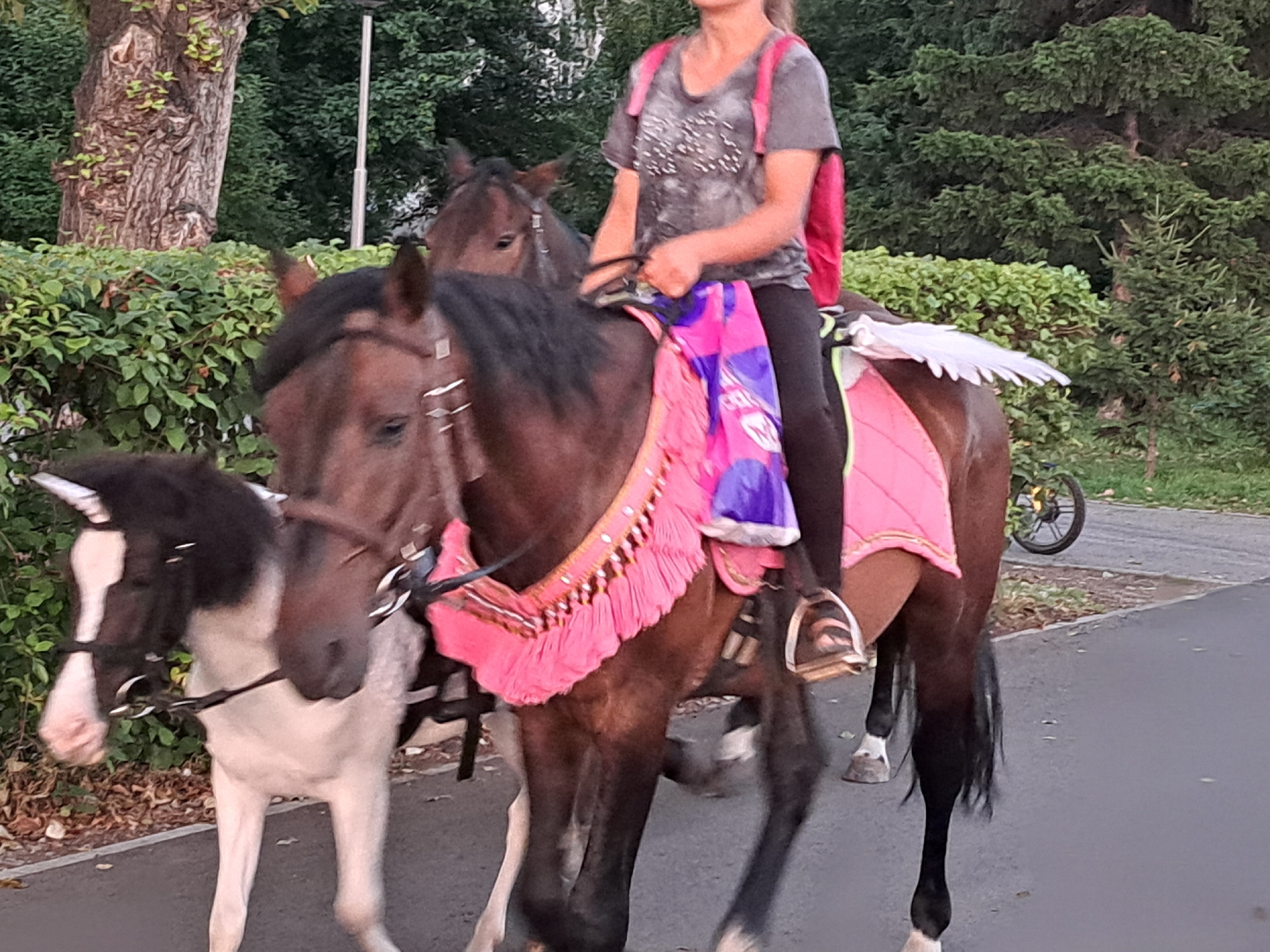 The image depicts two horses and a person riding one of them, situated on an asphalt path with a backdrop of trees and bushes. The horse in the foreground on the right is brown and is adorned with a pink saddle pad and a decorative pink and gold fringe. A person wearing a grey t-shirt and black pants is riding this horse. The person has a pink backpack. The second horse, to the left and slightly in front, is white with black markings on its head and appears to be tethered to the first horse. In the background, a bicycle is visible to the right of the horses. The setting appears to be an outdoor, possibly park-like area. No specific landmarks or indications of the city of Irkutsk, Russia are present in the image.