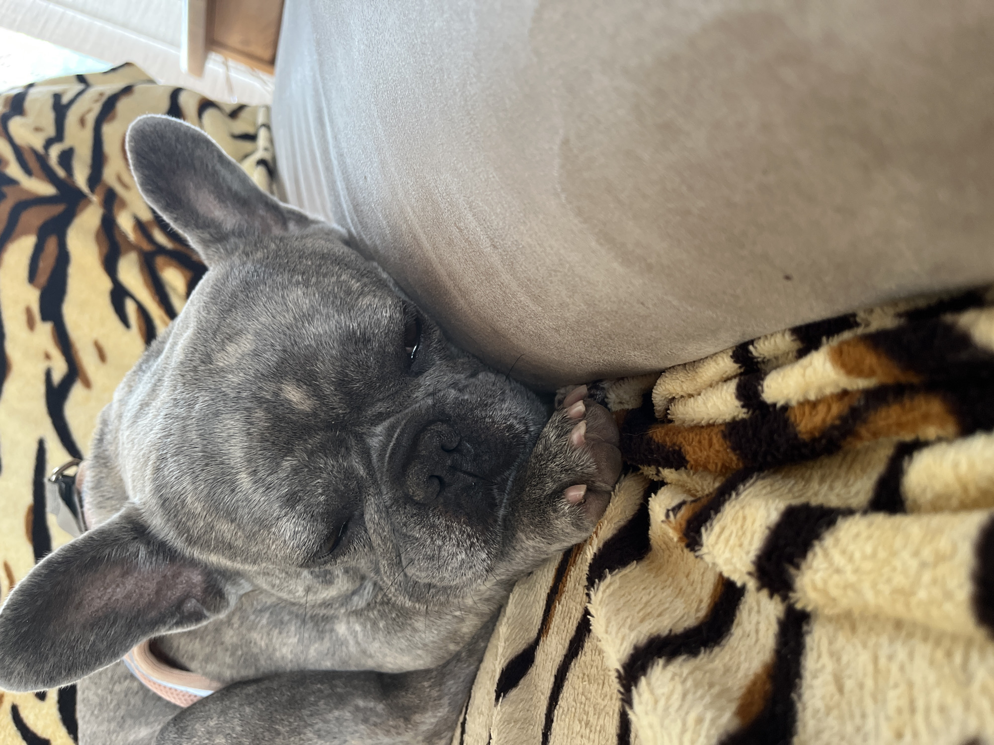 A brindle French Bulldog is captured sleeping or resting peacefully, nestled between a light-colored couch cushion and a plush tiger-print blanket. The dog's head is resting on its paws, with its eyes gently closed, conveying a sense of calm and comfort. Its fur displays a distinct pattern of grayish-blue with darker brindle stripes. One of its expressive, pointed ears is clearly visible, along with part of a light-colored collar around its neck. A paw is also visible, showing small nails. The tiger-print blanket, featuring black and brown stripes on a creamy background, provides a cozy texture and contrast to the dog's fur. The setting appears to be indoors during daytime, suggested by natural light. There is no visible text in the image.