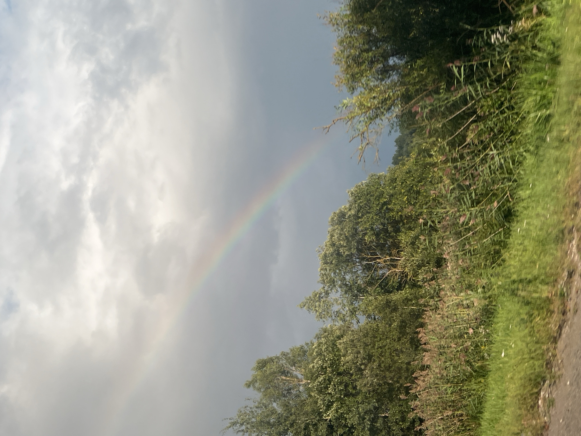 The image depicts a landscape scene with a prominent rainbow arcing across a cloudy sky. In the foreground, there is lush green grass bordering a dirt path. Behind the grass, a dense growth of tall reeds and vegetation is visible, interspersed with flowering plants. Further back, a line of trees forms a natural barrier, with some of the trees appearing taller and more mature than others. The sky above is filled with a mix of light and dark clouds, with the rainbow clearly visible against the darker storm clouds. The overall impression is of a natural, undeveloped landscape, possibly a rural area on the outskirts of a town or city. No people or specific man-made structures are visible within the frame, indicating a focus on the natural environment. The lighting suggests it may be after a rain shower, given the presence of the rainbow. The location of Petrovshchina, Russia is not indicated by any specific landmarks or context within the image itself.