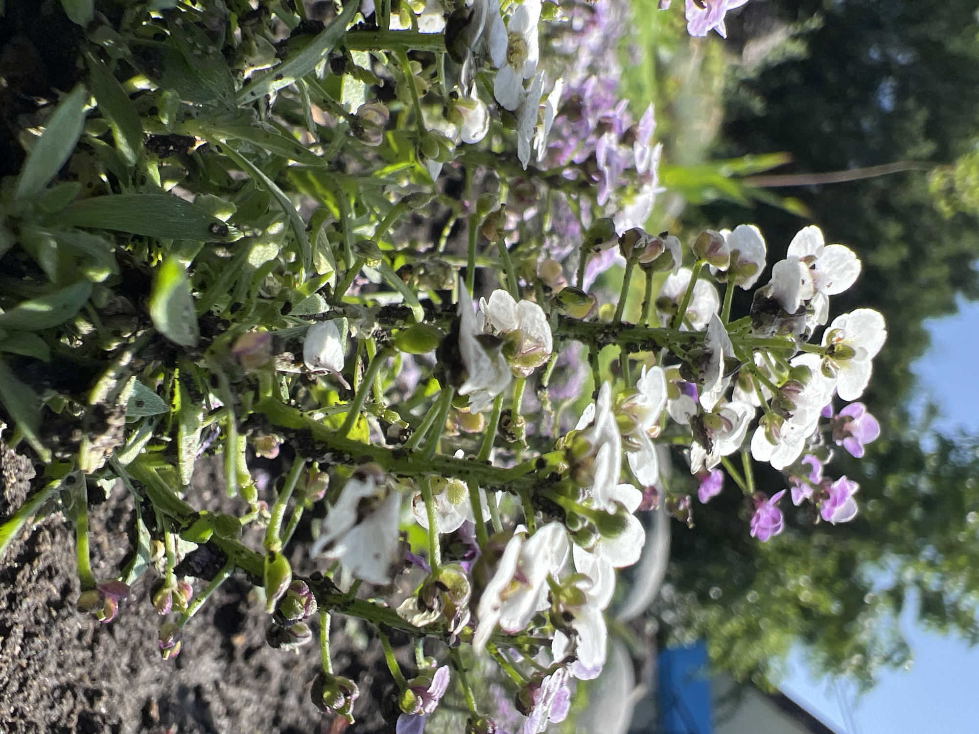 The image depicts a patch of Alyssum flowers in a garden bed, with white and purple blooms. The stems and leaves show a dense infestation of small, dark insects, likely aphids. Soil is visible in the foreground, suggesting recent planting or cultivation. The background is blurry, but hints at foliage and possibly a building, suggesting a residential or urban garden setting. Without additional information, pinpointing a precise location in Krasnodar is impossible.