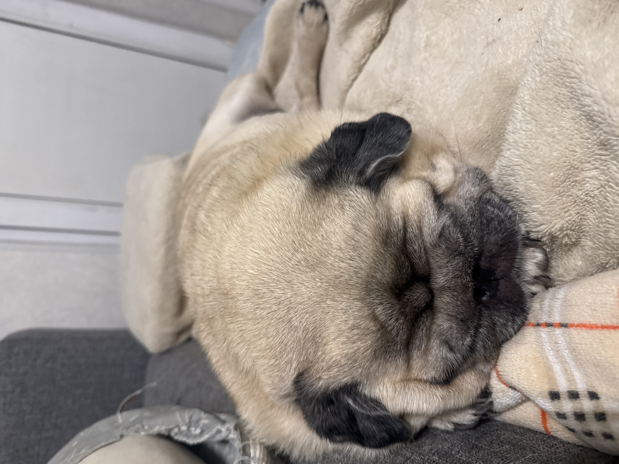 The image shows a pug dog sleeping on a tan blanket. The dog is light brown with black markings around its eyes and ears. It is lying on its side with its head resting on the blanket. In the background, a gray sofa is visible. The scene appears to be indoors. There is no identifiable information in the image to suggest its location within Bishkek City, Kyrgyzstan.