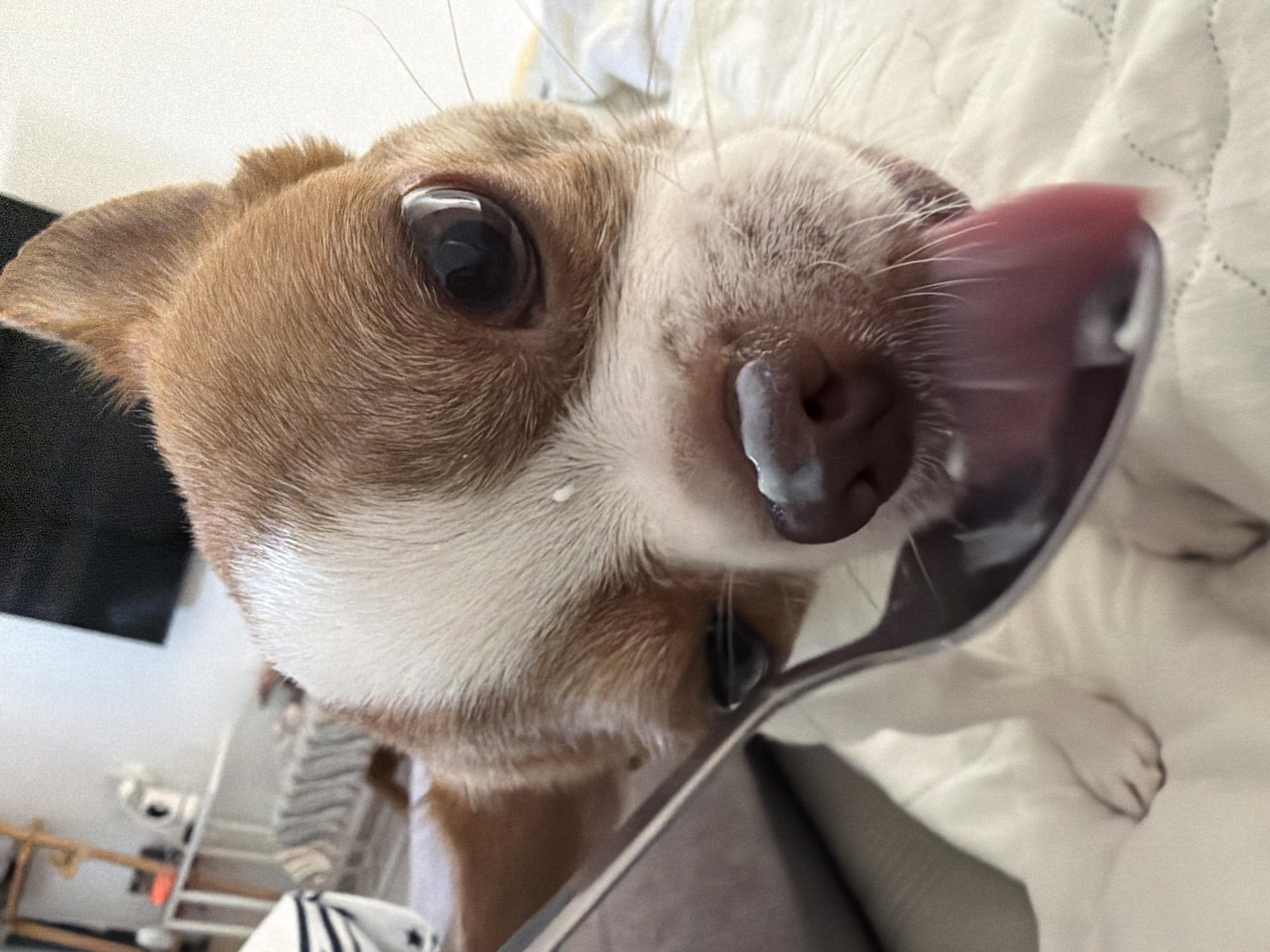 A close-up, tilted image captures a brown and white short-haired dog licking a metal spoon. A small droplet of liquid clings to the dog's nose. The dog is positioned against a white, quilted background. The environment includes a glimpse of domestic interior elements such as a black television or monitor, and a wooden shelving unit. The setting seems indoors.