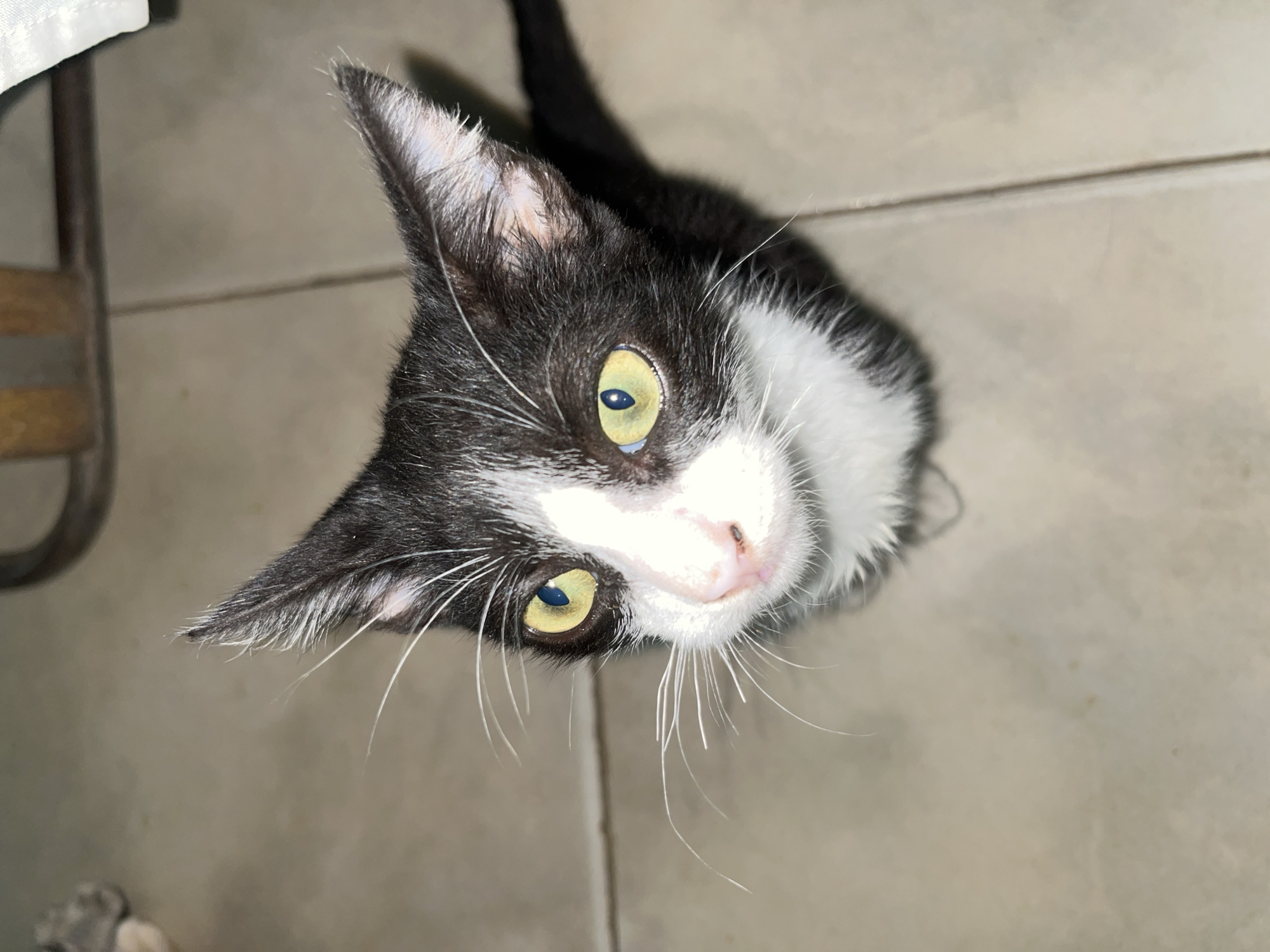A black and white cat is looking up at the camera. The cat has yellow eyes and long white whiskers. The cat's fur is primarily black, with white patches on its face and chest. The background consists of tile flooring and part of a chair. The location is in the city of Tinaquillo, Venezuela.