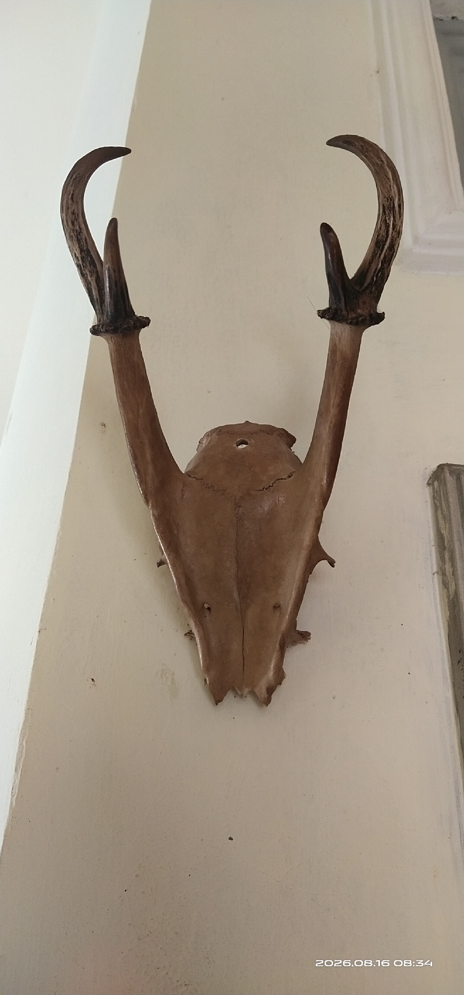 A mounted deer skull with antlers is displayed on a light-colored wall. The skull is oriented vertically, with the antlers extending upwards and outwards. The skull is a light brown color, and the antlers are a darker brown, with some texture and striations visible. The wall behind the skull is a plain, light color, and appears to be a textured surface. There is a decorative molding or trim piece visible to the right of the skull. The lighting appears to be natural or from an interior source, casting subtle shadows. The image is dated 2026.08.16 08:34.
