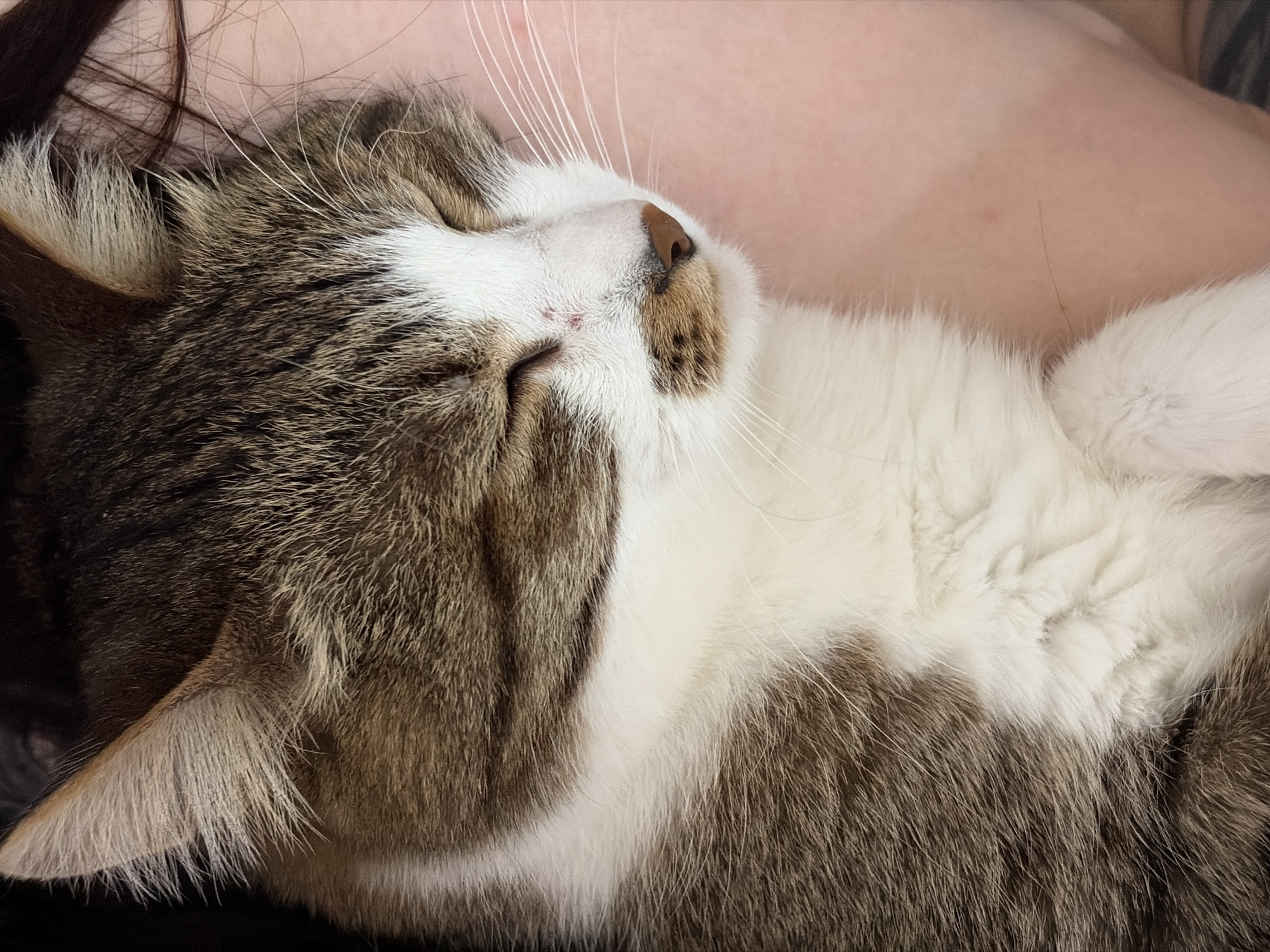 A domestic cat, exhibiting a brown tabby and white coat pattern, is depicted in a close-up view, resting with its eyes closed. The cat's head is angled slightly to the left, revealing its right ear with light brown fur and white inner tufts. The facial area features a white muzzle, chin, and chest, contrasting with the brown striped fur on the forehead and back. A small, dark red mark is visible on the bridge of the cat's nose. The nose itself is pinkish-brown, and numerous long, white whiskers extend from the muzzle. The cat appears to be sleeping or in a deep state of rest. It is positioned against a background of light-toned human skin, suggestive of an arm or torso, indicating direct physical contact with a person. Strands of dark hair are discernible on the human skin in the upper right portion of the frame. The immediate environment cannot be ascertained beyond the intimate interaction shown. The image does not contain any visual information to determine a specific location within the city of Chaikovsky, Russia, or any other geographical area.