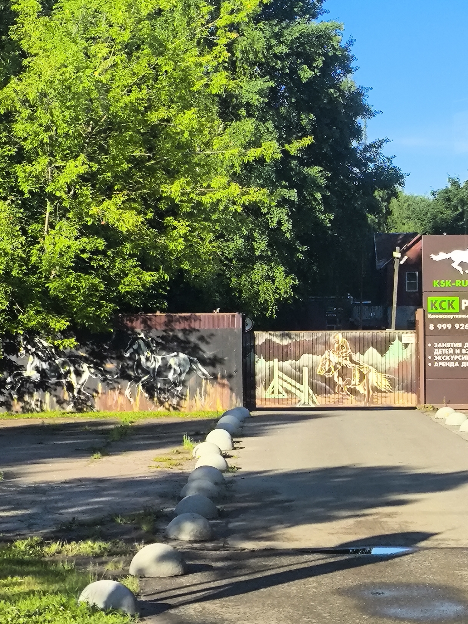 The image shows a wide outdoor shot of a driveway leading to a gate with murals of horses. The gate is made of metal and features a mural depicting a person riding a horse in a mountainous landscape with jumps. To the left of the gate, a similar metal fence has a mural of running horses. Above the gate, a building with a red roof is visible, and signage with green lettering reads "KSK-RU" and "КСК Р". A phone number, "8 999 926", is also displayed on the signage, along with bullet points listing services such as "Занятия для детей и взрослых" (Lessons for children and adults), "Экскурсии" (Excursions), and "Аренда лошадей" (Horse rental). Large green trees with bright green leaves are abundant on the left side of the image, and the sky is clear and blue. The driveway is paved and lined with concrete barriers, and there is grass and some shadows from trees on either side. A small puddle of water reflects the sky on the driveway. The scene appears to be a horse riding club or equestrian facility.
