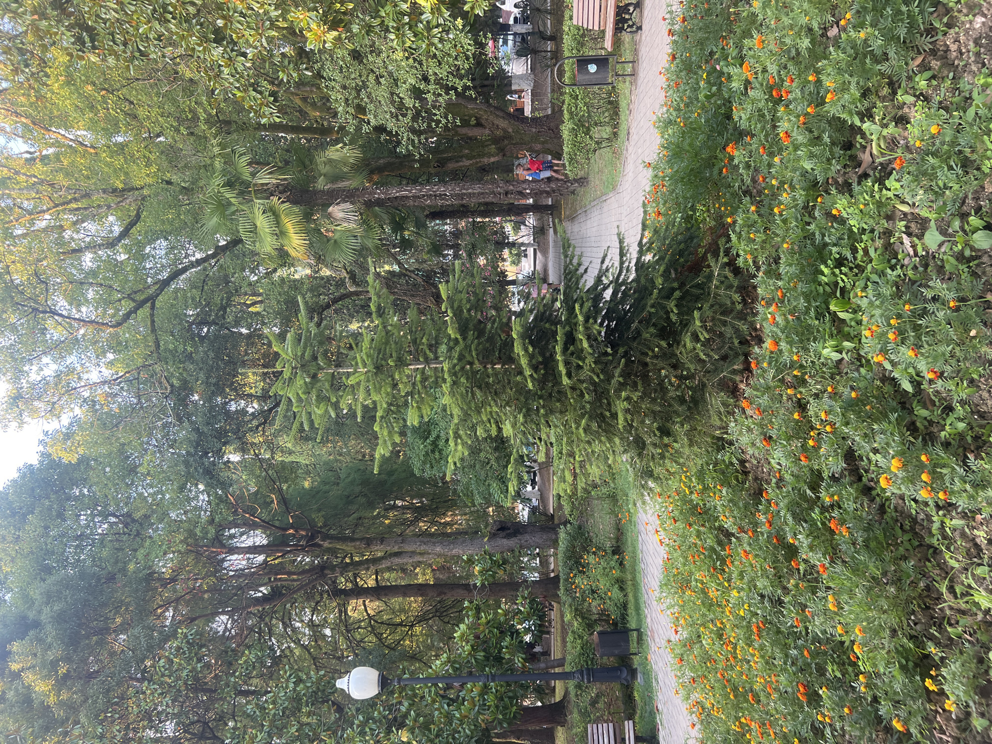 The image shows a park scene in New Athos, Abkhazia. In the foreground, a large bed of orange and yellow marigold flowers is in bloom. Behind the flowers, a paved pathway curves through the park. To the left of the pathway, a park bench and a lamppost are visible. Further into the park, a young fir tree stands prominently in the center. A variety of trees, including palm trees and mature deciduous trees, create a dense canopy overhead. In the background, two people, a man and a woman, are walking away from the camera on the pathway. Other park elements such as trash cans and additional benches are subtly placed within the landscape. The overall impression is a well-maintained public park with lush vegetation and floral displays.
