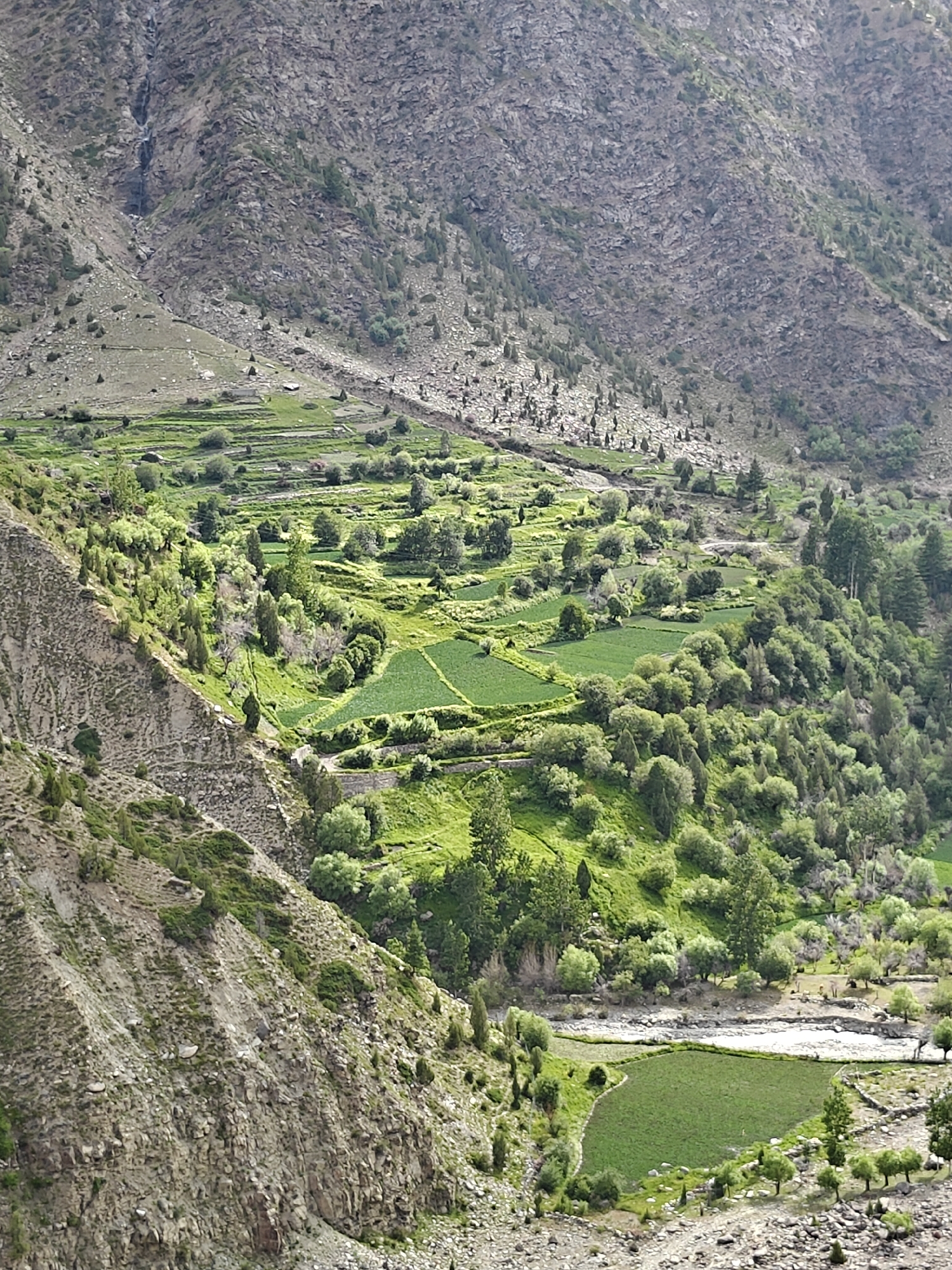 This is a landscape photograph taken in Kirting, India, featuring a rugged, mountainous terrain with evidence of human agriculture. The image is dominated by steep, rocky slopes covered in sparse vegetation and scattered trees. In the midground, terraced fields are visible, carved into the hillside and planted with green crops, indicating a farming community. These terraces are interspersed with dense clusters of trees and shrubs, creating a patchwork of green against the gray rock. A narrow, winding path or possibly a dry riverbed is visible in the lower portion of the image, surrounded by more rocky terrain and some vegetation. The sky is not visible in the frame. The overall scene depicts a remote, rural area where human activity has adapted to the challenging mountainous environment. There are no people or animals immediately discernible in the image.
