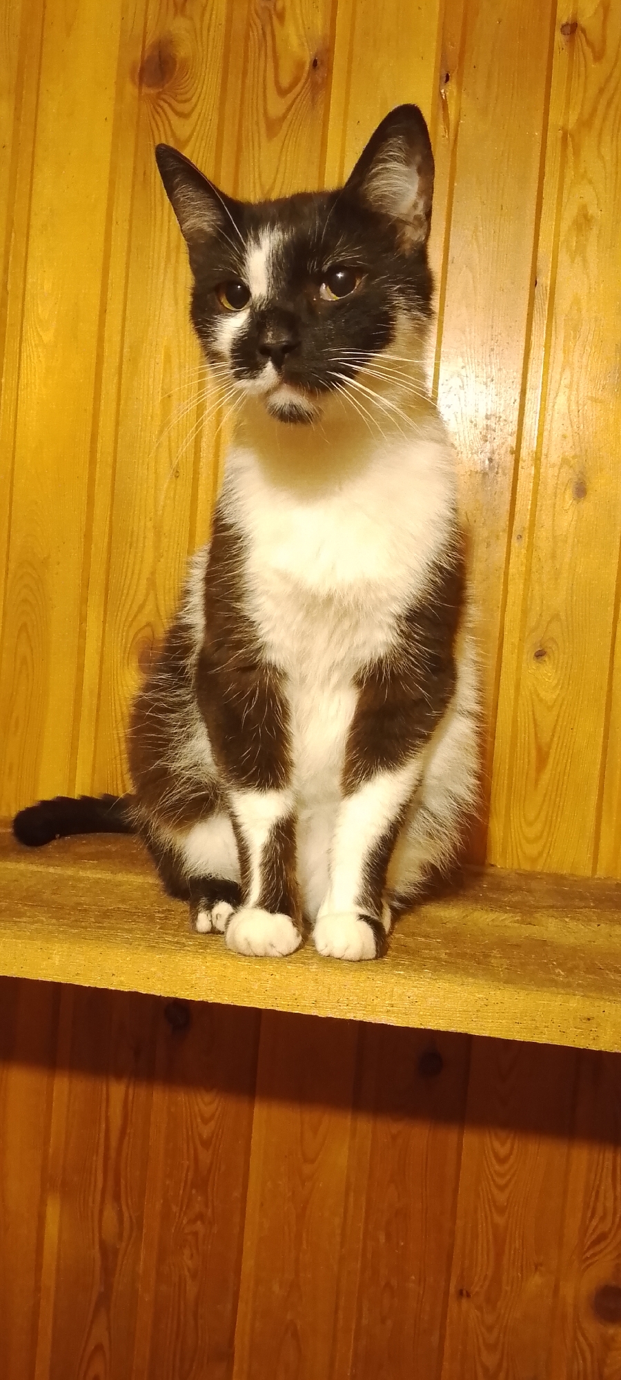 The image shows a black and white cat sitting on a wooden shelf against a background of vertical wooden planks. The cat is facing forward and appears to be looking at the camera. The shelf is a light yellow-brown color, and the background planks are a warmer, darker brown with visible wood grain. There is a shadow cast on the lower part of the wooden background. No specific location within Belgorod, Russia is indicated in the image.