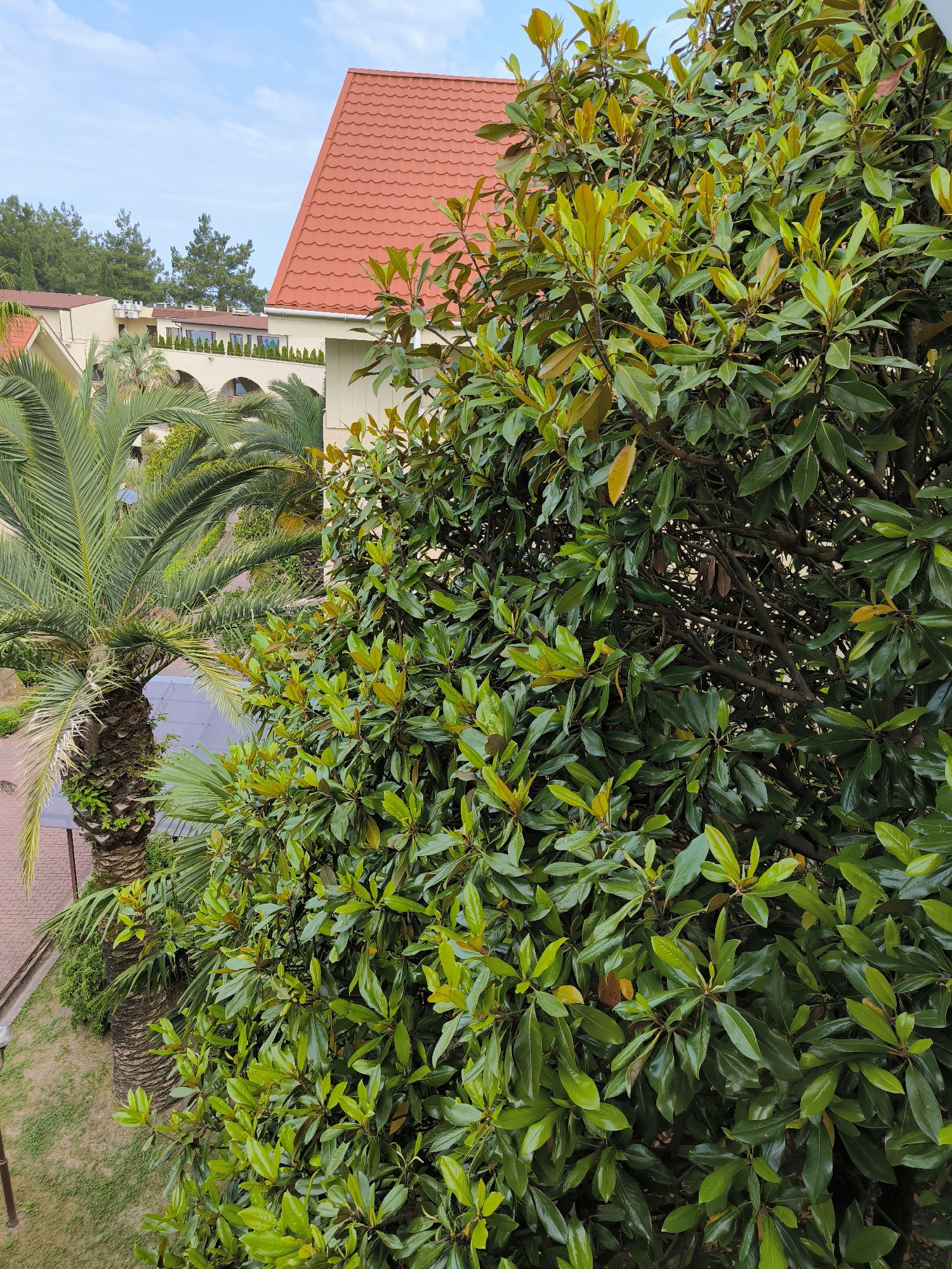 In an outdoor scene, the upper right portion of the image features a red-tiled roof of a building under a bright blue sky with scattered clouds. To the left of the roof, a light-colored building with arched windows and a light yellow facade is visible. A palm tree with its fronds extending into the frame is positioned in the mid-left of the image, with a paved pathway and grass in the foreground. Dominating the right and center of the image is a dense green tree with large, glossy leaves. The foliage of this tree is so thick that it obscures much of the background. Several trees with darker green foliage are visible in the distance behind the buildings. The overall impression is that of a sunny day in a tropical or subtropical environment, possibly a resort or a well-maintained garden area with architectural elements.