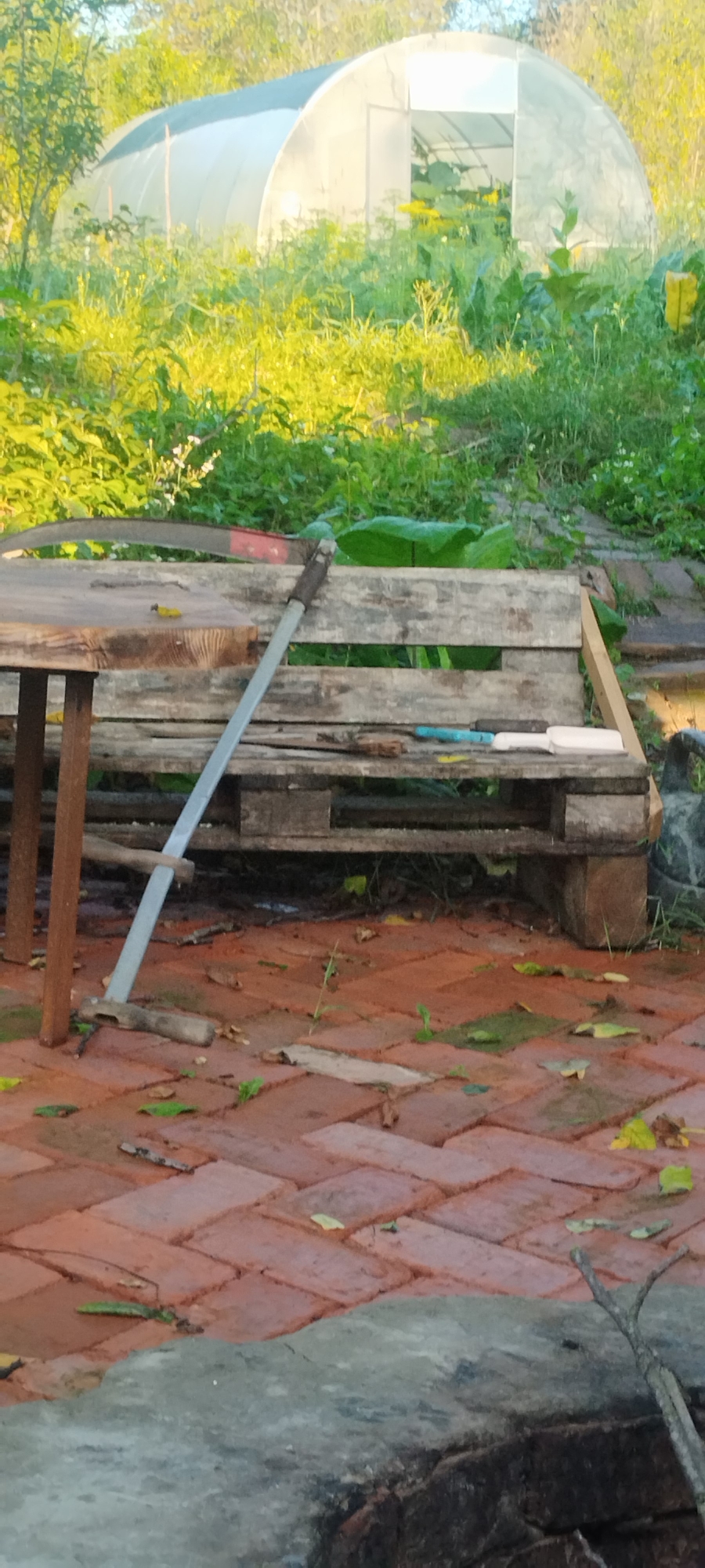 In an outdoor setting, possibly a backyard or garden area in Yaroslavskaya, Russia, a scene unfolds under natural daylight, with the sun casting a warm glow on the foliage. In the background, a white, arched greenhouse stands, partially obscured by lush green vegetation and some yellow flowers. The foreground is dominated by a rustic wooden table on the left, with its surface partially visible. Resting on the table is a scythe. Behind the table, a bench constructed from wooden pallets is situated. On this pallet bench, several objects are placed, including what appear to be gardening tools. The ground in front of the bench is paved with reddish-brown bricks, arranged in a herringbone pattern. Scattered across the brick surface are fallen leaves and some green sprouts. The overall impression is one of a functional, perhaps slightly unkempt, outdoor space.