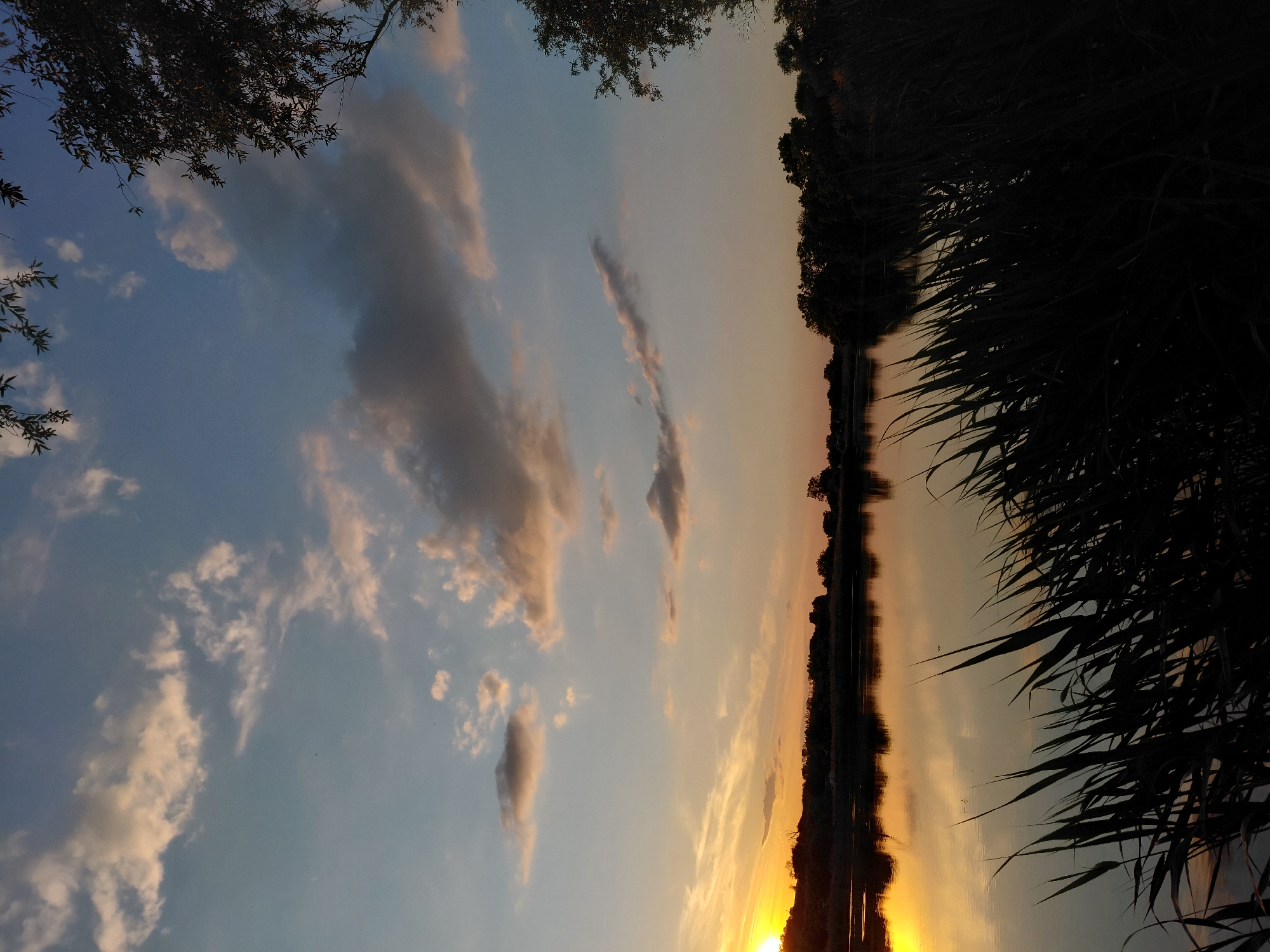 This image captures a sunset over a body of water in Ustyvytsia, Ukraine. The sky at the top is a pale blue, transitioning to warm orange and yellow tones near the horizon. Scattered clouds are visible, with some displaying pink and peach hues from the setting sun, while others appear darker gray. The sun is a prominent, intensely bright, golden orb positioned on the left side of the horizon, partially obscured by a low, dark landform. The calm surface of the water reflects the sky's colors, particularly the sun's golden light, creating a bright streak. In the immediate foreground, a dense cluster of tall, dark reeds or grasses occupies the bottom right and extends along the lower edge of the frame, presented in silhouette. A continuous line of dark, silhouetted trees and foliage delineates the far bank of the water. Branches with dark leaves from a tree are visible in the upper right quadrant of the image, also in silhouette. No human figures, specific animals, or discernible actions are present in the scene.