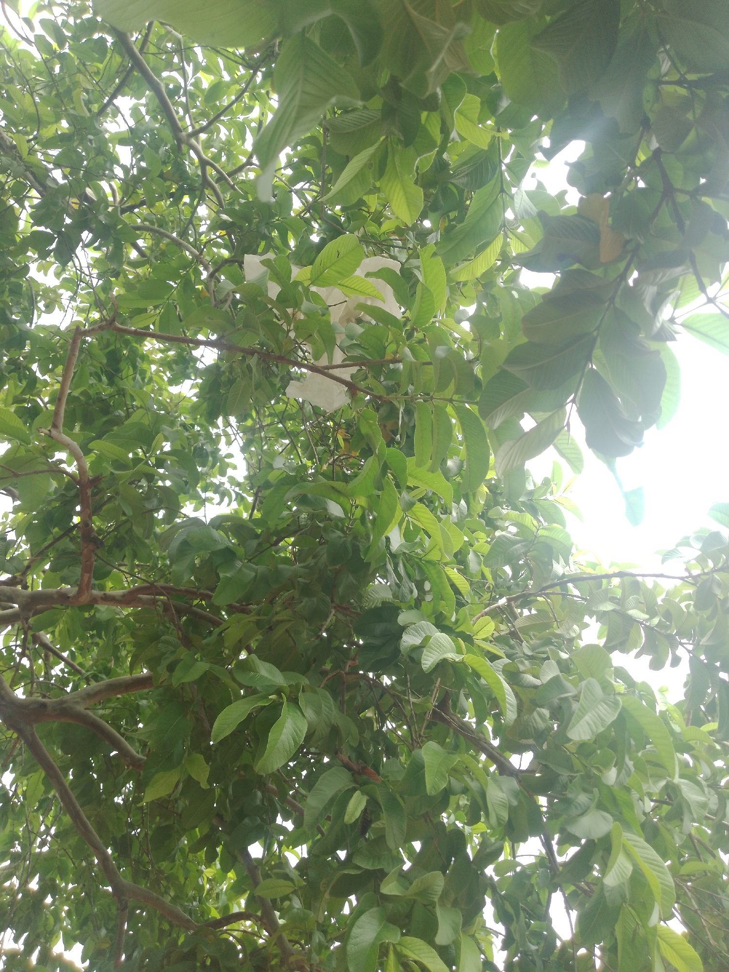An over-the-shoulder shot shows the underside of a canopy of lush green leaves from a tree. The leaves are broad and elliptical in shape, with a matte texture and a slight sheen. They are arranged in clusters along thin, brown branches. In the upper center of the frame, partially obscured by leaves, is a white, possibly paper, object. The background is a bright, blown-out white, indicating direct sunlight or an overcast sky. The lighting creates dappled shadows on the leaves. The scene appears to be outdoors, in a natural setting.