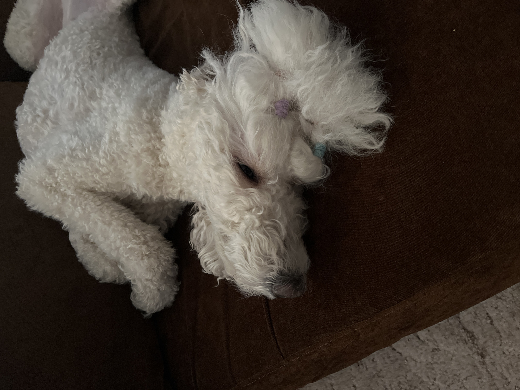A fluffy white dog is lying on a brown couch. The dog has curly fur and a small purple and blue hair tie in its hair. The couch appears to be made of a soft material. The background shows a glimpse of a carpet. There is no evidence this image was taken in Krasnoyarsk, Russia.
