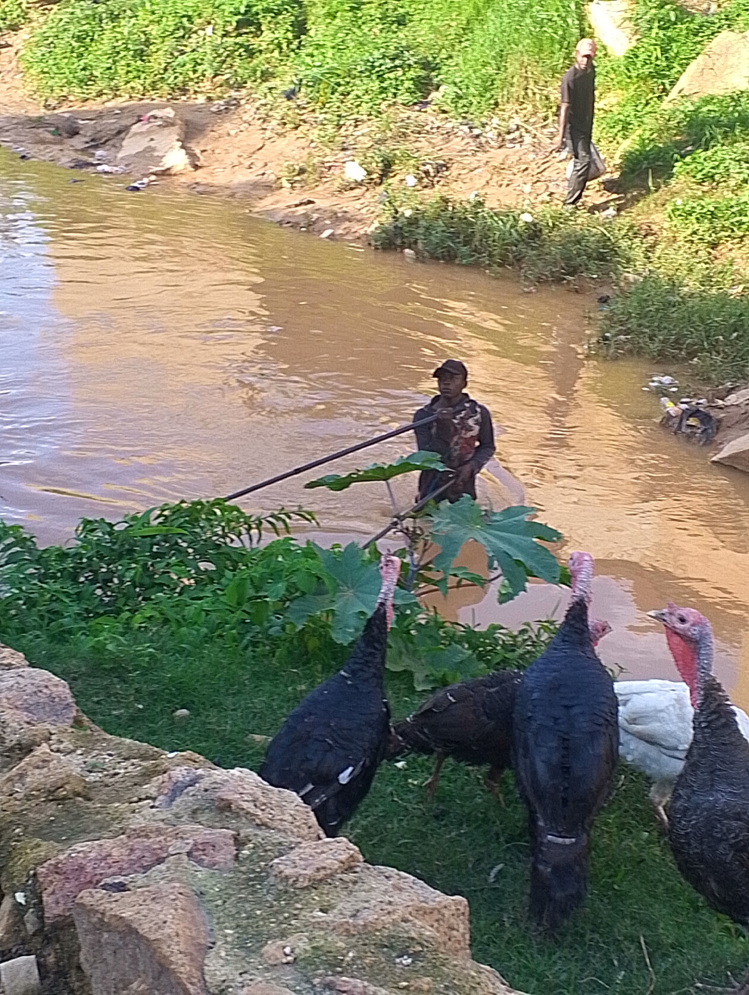 The image depicts a muddy, brown river flowing through a semi-urban environment. The riverbanks are lined with lush green vegetation, with patches of exposed earth and scattered debris. In the foreground, several turkeys, including at least two dark-colored ones and one with a white body and a red neck, are visible on a grassy bank.
In the middle ground, a man is standing in the river, partially submerged, holding a long pole. He is wearing dark clothing. Further in the background, another man in dark clothing and a cap is walking along the riverbank, carrying a plastic bag. The overall scene suggests a rural or peri-urban setting within the city of Jos, Nigeria, characterized by natural elements mixed with signs of human activity and potential environmental challenges such as pollution in the river.