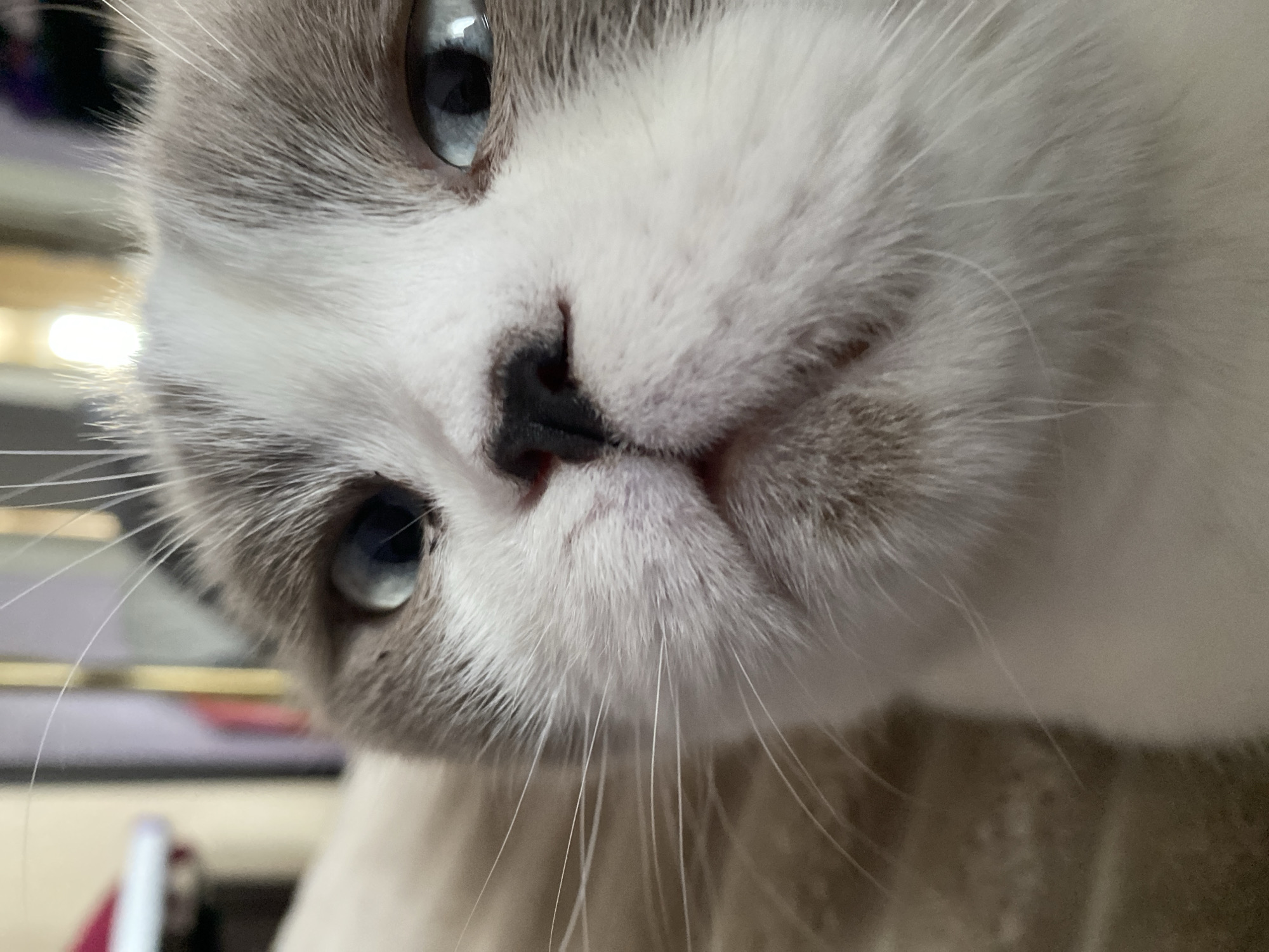 The image is a close-up, low-angle shot of a cat's face. The cat has light-colored fur with some grey markings on its head and around its eyes. Its eyes are open and appear to be light blue or grey. The cat's nose is dark and its whiskers are long and white. The background is blurred and appears to be an indoor setting with some furniture. There is no information in the image that would indicate its location in Novokuznetsk, Russia.