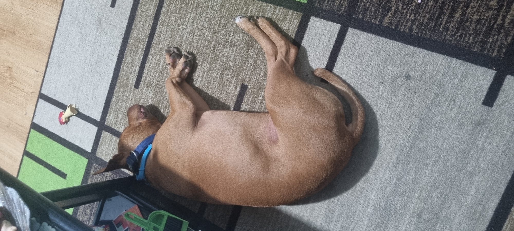 A light brown, short-haired dog is peacefully resting on a patterned rug indoors in Sofia, Bulgaria. The dog is lying on its side, with its body curled and its limbs somewhat splayed, suggesting deep relaxation or sleep. It wears a blue collar around its neck. The rug features a geometric design with distinct sections of grey and green, intersected by black lines and larger grey areas. Bright, direct sunlight streams into the room, casting sharp shadows from the dog's body and unseen objects onto the rug, indicating it is daytime.
Adjacent to the rug, a section of wooden floor is visible. In the upper left portion of the rug, a white, chewed-up dog toy with red markings, resembling a bone, lies abandoned. A dark metal frame, possibly part of a crate or furniture, is partially visible in the bottom foreground, with some indistinct objects underneath it. The scene conveys a calm and serene atmosphere. No visible text is present in the image.