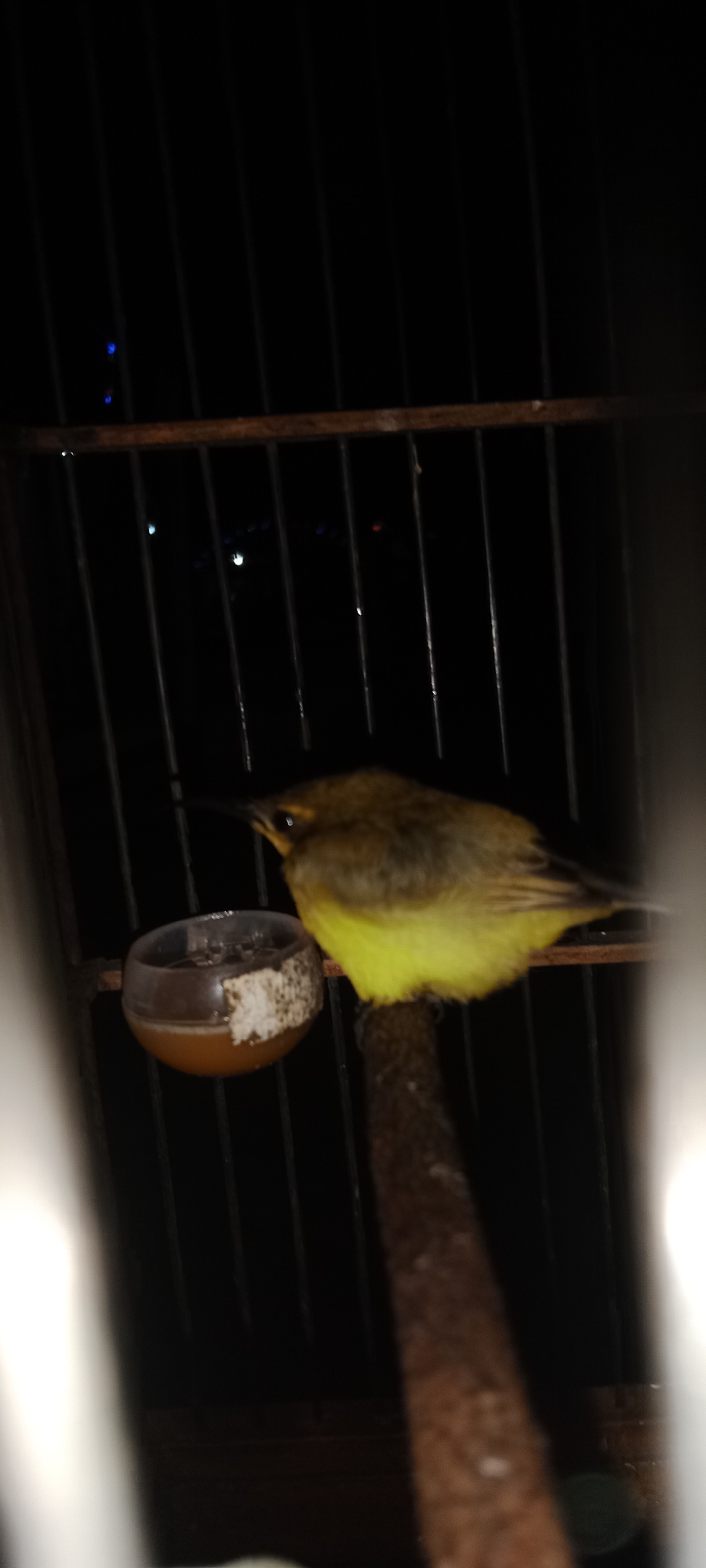 In a dark, confined space, a small bird with yellow and brown plumage perches on a wooden stick within a cage. The bird is facing to the left, with its beak pointed downwards. To the left of the bird, a small, transparent dish containing a dark liquid is attached to the cage. The background is dominated by vertical bars of the cage and blurred distant lights, suggesting an urban setting at night. The image appears to be taken indoors, possibly in a residential area or a pet shop, located in Pelang, Indonesia.