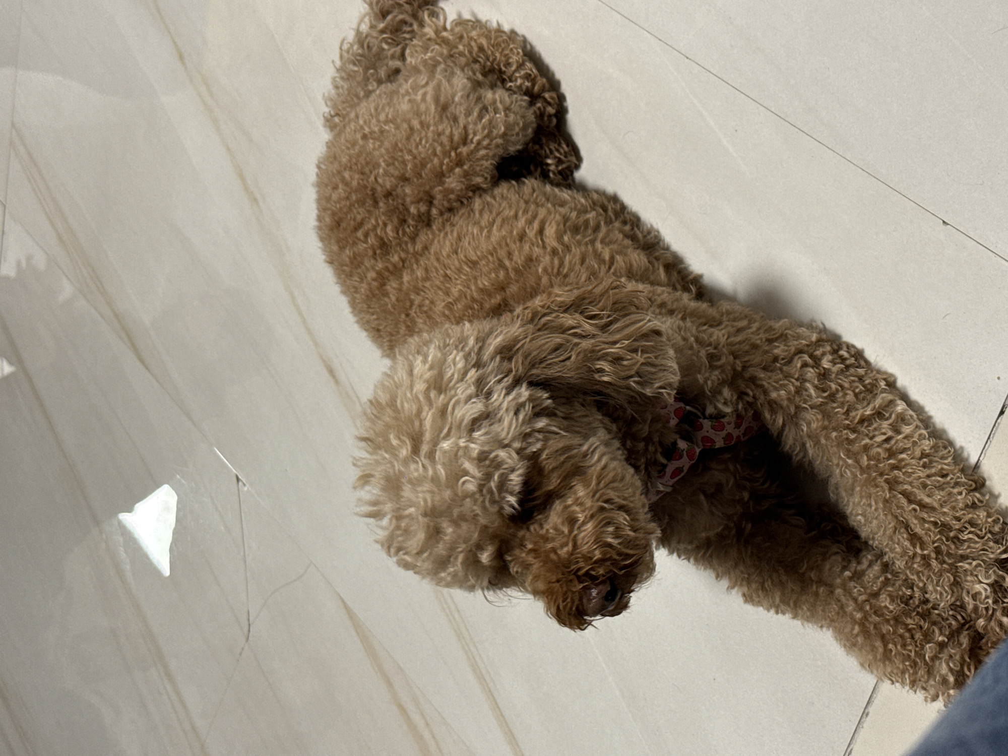 A brown poodle lies on a light-colored, tiled floor. The dog is facing towards the camera with its head positioned on its front legs. The collar is visible, with a strawberry pattern, and the overall scene is well-lit.
There is no indication that this image was taken in Sofia, Bulgaria.