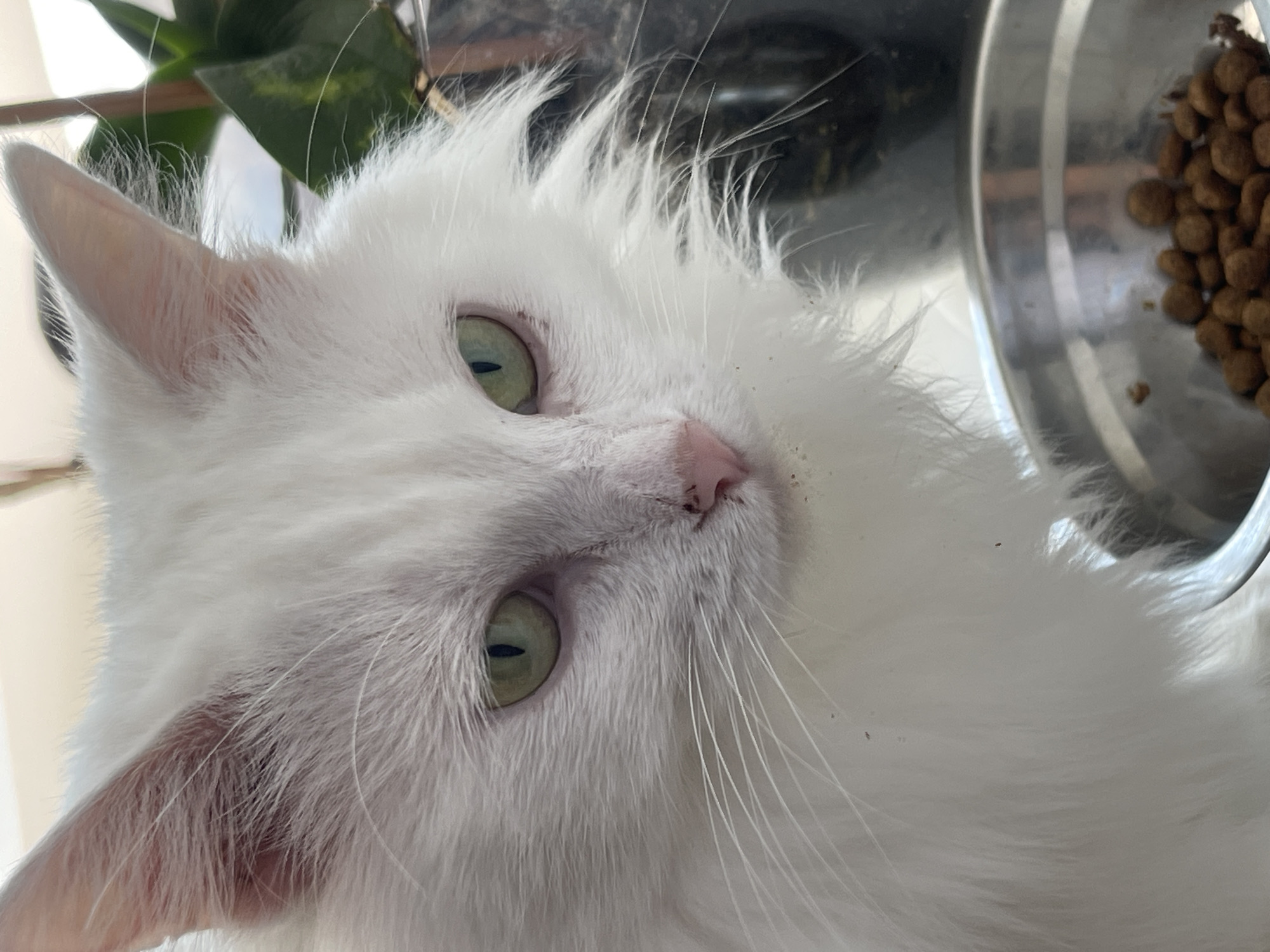 A close-up shot captures the face of a fluffy white cat with striking green eyes, positioned in front of a metal bowl filled with cat food. The cat's fur is long and appears slightly disheveled, framing its pink nose and green eyes. The background is softly blurred, with hints of green foliage and a bright light source, suggesting an indoor setting near a window. The composition focuses on the cat's expression, which appears alert and curious. The image does not provide any information about a specific city or location.