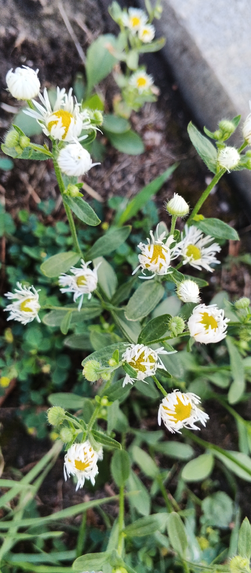 A close-up, vertical shot captures a cluster of small white flowers with yellow centers, likely daisies, growing among green foliage. Some flowers are in bloom, revealing delicate white petals radiating from a yellow disk, while others are in bud stage, appearing as fuzzy white spheres. The background is a mix of dark soil and blurred green plants, suggesting a garden or natural outdoor setting. The overall lighting is natural and soft, indicating it was taken outdoors during the day. The scene is located in Smila, Ukraine.