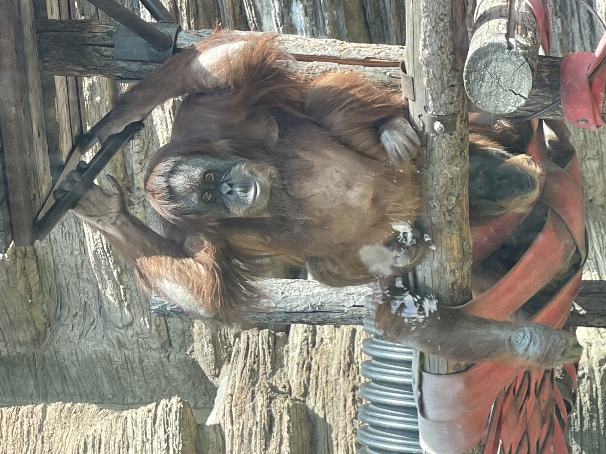 An orangutan hangs upside down from a wooden structure in a zoo enclosure. The orangutan is primarily brown, with lighter brown fur on its arms and head. It is grasping onto wooden beams and other structures, including a corrugated pipe. The background is a textured, rock-like surface. The image does not contain any specific clues to indicate its location in the city of Moscow, Russia.