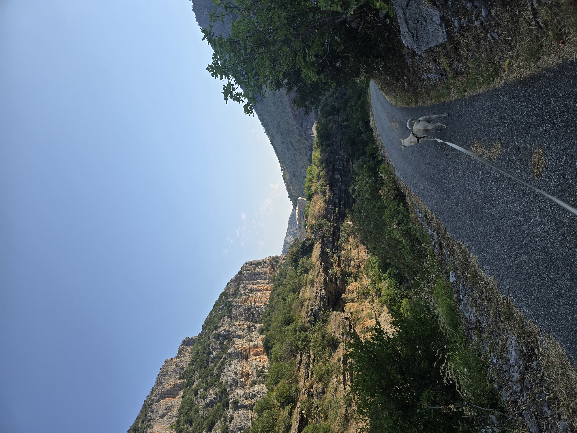 The image shows a light-colored dog on a leash walking on a paved road that curves through a natural landscape. The dog is facing away from the camera, toward the road ahead. The road is bordered by dry grass and rocks on the right, and a steep, rocky cliff face covered in vegetation on the left. The cliff face is illuminated by sunlight, creating shadows and highlighting the rock strata. Further into the background, the road continues through a valley with hills on either side, also covered in greenery and rocky outcrops. The sky is clear and blue, with a slight haze visible in the distance. A few wispy clouds are present near the horizon. In the far distance, some man-made structures, possibly buildings or bridges, are visible on the hillsides. The overall impression is of a scenic, rural or mountainous area during daylight.