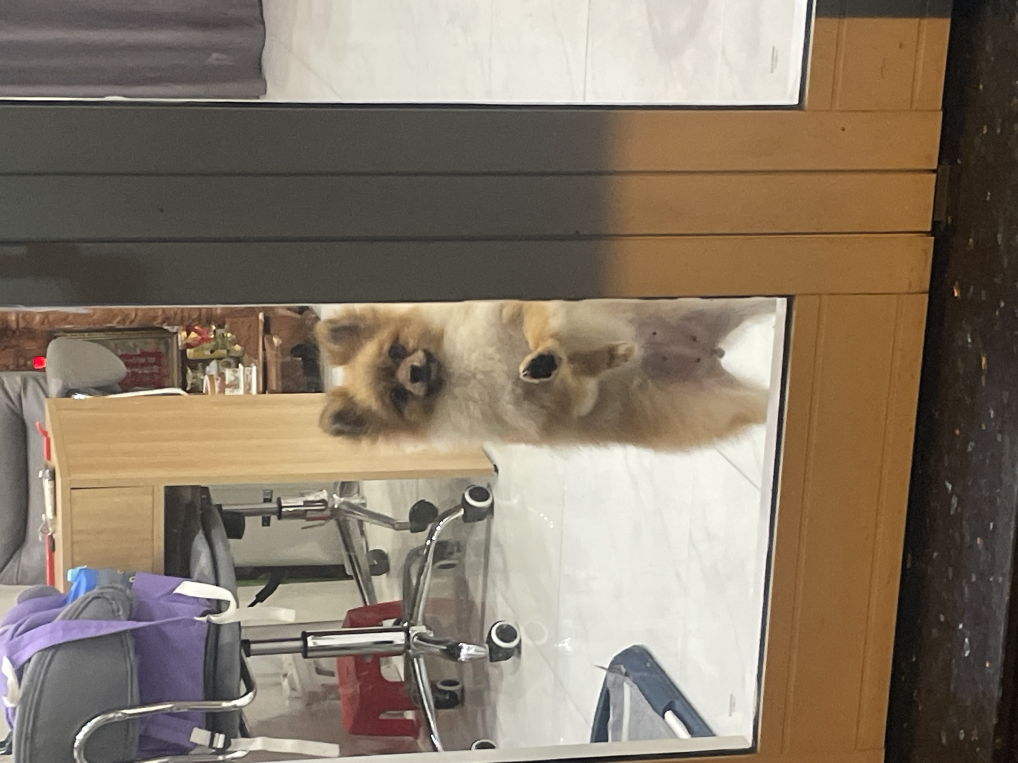 A Pomeranian dog stands on its hind legs, paws pressed against a glass door, in a dimly lit indoor environment. The dog has light brown fur and its face is partially obscured. Behind the dog, the interior of a room is visible, including office chairs with wheels, a wooden desk, and a purple backpack draped over a chair. The floor appears to be tiled. The overall scene suggests a residential or office setting. The image was taken in Thủ Đức, Vietnam.