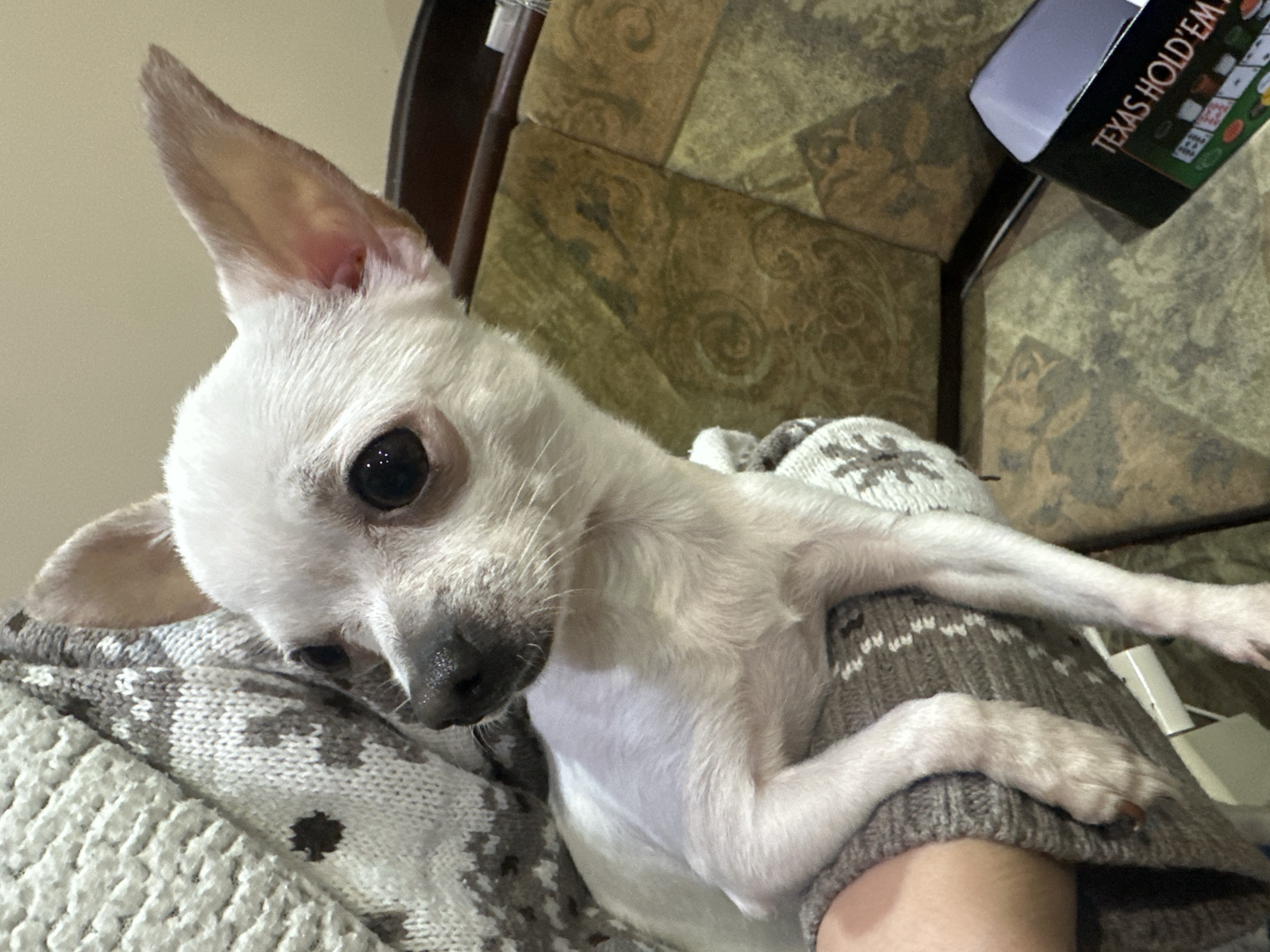 A close-up shot shows a small, white Chihuahua dog resting on a person's lap. The dog is mostly white with grey shading around its muzzle, large eyes, and erect ears. The dog is lying on a person wearing a grey and white patterned knit sweater. In the background, there is a chair with a patterned seat cushion and a box labeled "Texas Hold 'Em". There is no evidence in the image to suggest the location is in Sliven, Bulgaria.
