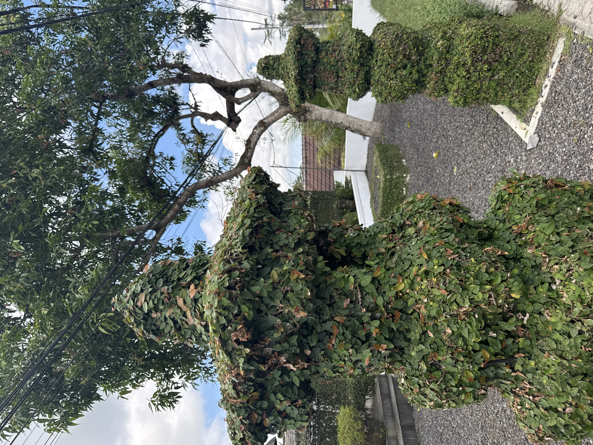 An outdoor, medium shot shows two ornate, tiered topiary figures covered in dense green ivy, set against a backdrop of lush foliage and a cloudy sky. The topiary figures are positioned on a bed of dark grey gravel. The figure on the left is closer to the viewer and dominates the foreground, its intricate, stacked form almost entirely obscured by the vibrant green leaves. A second, smaller topiary figure stands to the right, echoing the stacked design. Behind the figures, a large tree with a thick trunk and spreading branches reaches towards the sky, its leaves a mix of green and occasional brown. Several black electrical wires are strung across the upper portion of the frame, intersecting with the tree branches and the sky. In the background, a white wall encloses a garden area with neatly trimmed green hedges and a few potted plants. A sliver of a red-tiled roof is visible above the wall, hinting at structures beyond. The overall scene suggests a tranquil, garden-like environment. The location is the outdoor area of "Bridges Bali," a restaurant situated in the Ubud District of Indonesia.