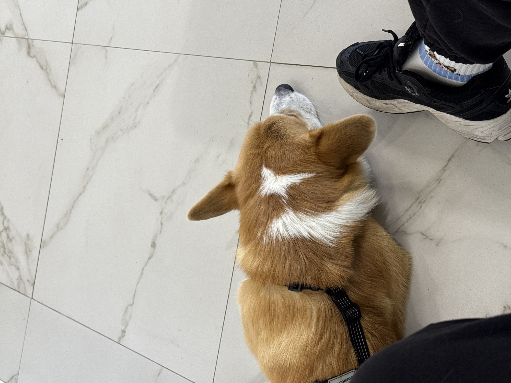 A high-angle shot captures a Pembroke Welsh Corgi lying on a tile floor near a person wearing black athletic shoes and black pants. The dog is primarily brown and white. A black harness is visible on the dog's body. The flooring appears to be a light-colored tile with subtle marbling. The location or city is not identifiable.