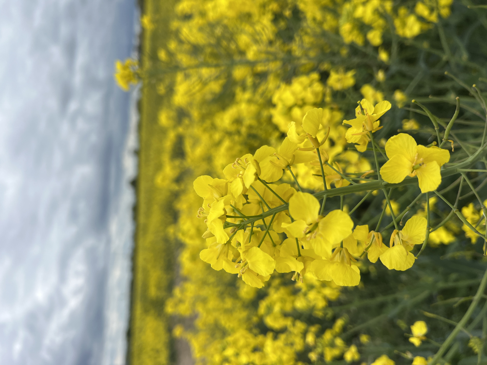 The image shows a close-up of a cluster of yellow rapeseed flowers. These flowers are in sharp focus, with smaller yellow flowers filling the background. The flowers are growing in a field of rapeseed that extends to the horizon under a cloudy sky. The photograph appears to have been rotated to the side. The location is unknown.