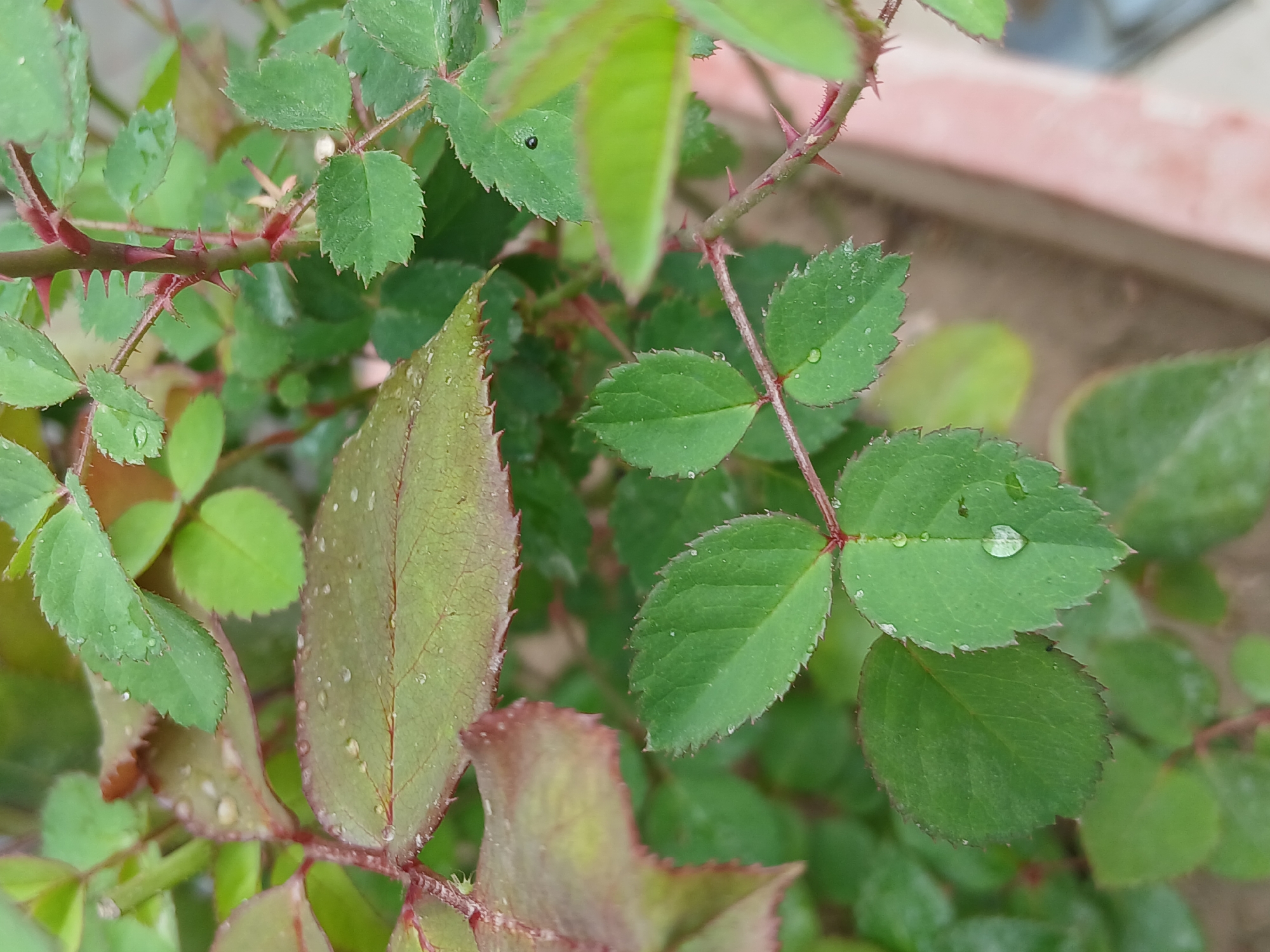 The image depicts a close-up view of rose leaves and stems. The leaves are various shades of green, some with red tinges, and covered with water droplets. Thorns are visible on the stems. The background is blurred, suggesting the photo was taken outdoors in a garden setting. The location is assumed to be in Quetta City Tehsil, Pakistan.
