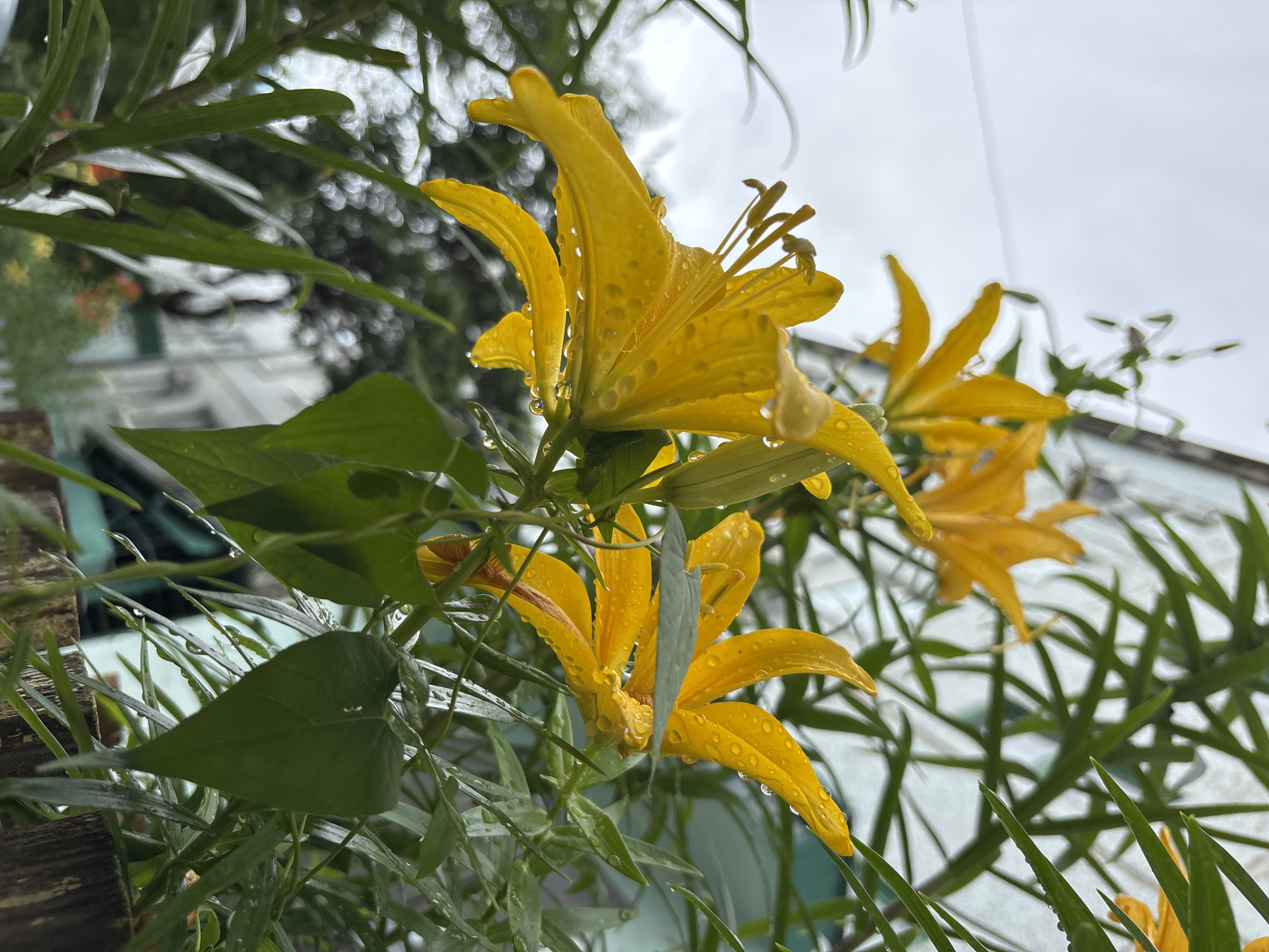 A close-up, slightly low-angle shot captures several vibrant yellow lilies, glistening with raindrops, in Blagoveshchensk, Russia. The flowers, in various stages of bloom, have prominent stamens and a waxy texture. Delicate water droplets cling to their petals, reflecting the overcast sky. Lush green foliage surrounds the lilies, with some leaves shaped like hearts, also speckled with rain. In the blurred background, hints of a building with light-colored walls and a weathered wooden fence suggest an urban garden setting. The overall mood is serene and fresh, emphasizing the natural beauty of the flowers after a rainfall.
