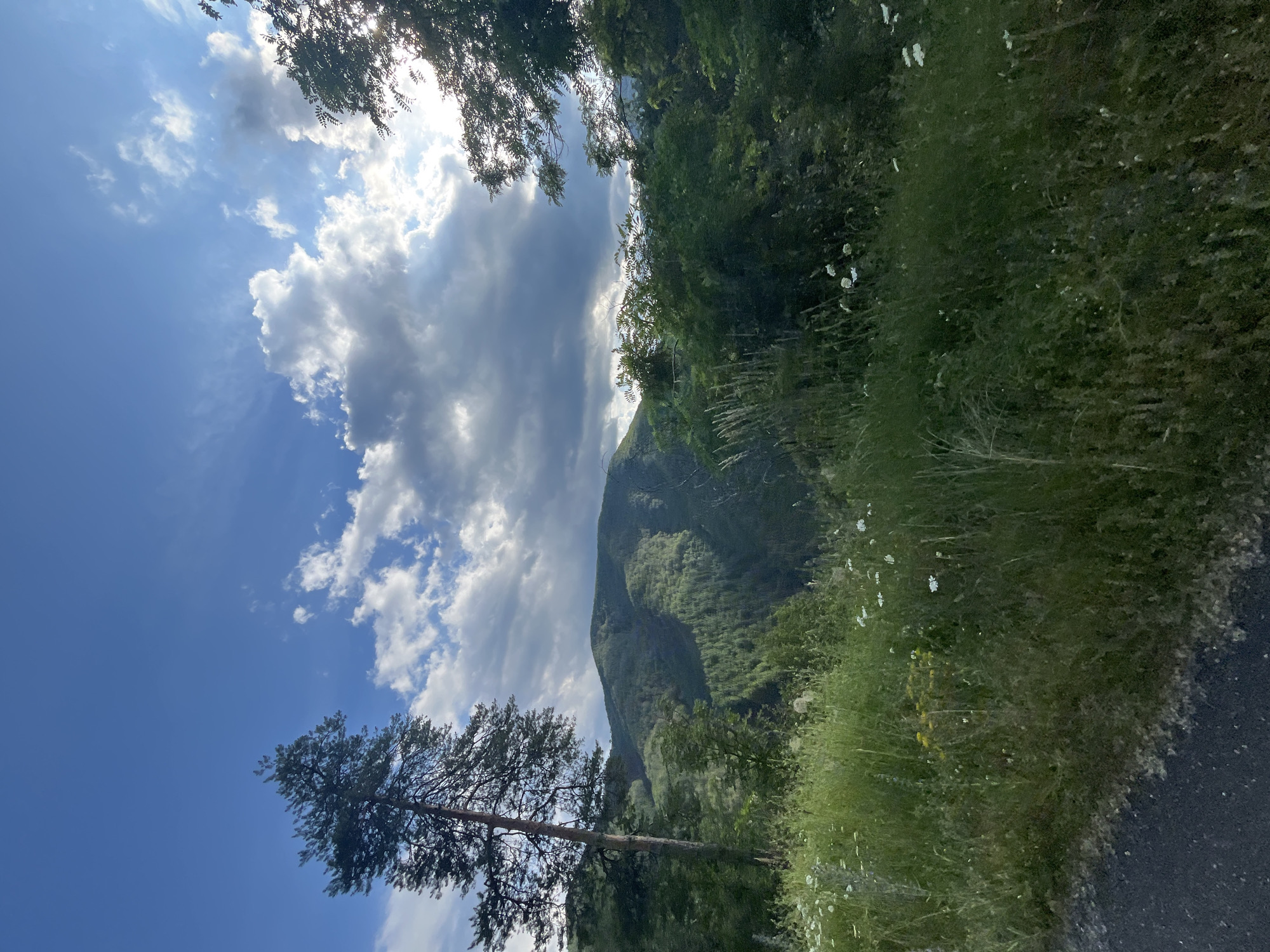 This is a photograph of a lush, green, mountainous landscape under a partly cloudy sky. In the foreground, a paved road is visible on the left, bordering a dense area of tall, wild grass and wildflowers. A tall, solitary pine tree stands prominently on the left side of the image, its branches reaching towards the sky. Beyond the foreground, rolling green hills covered in dense forest dominate the middle ground, with a clear path or clearing visible on the side of one of the hills. The background consists of more forested mountains under a dynamic sky filled with dramatic clouds, some of which are illuminated by sunlight breaking through. The overall impression is one of natural beauty and a sense of wilderness. The image does not contain any people or explicit clues to pinpoint a specific location within Pechinska, Bulgaria, other than it being a rural, mountainous area.