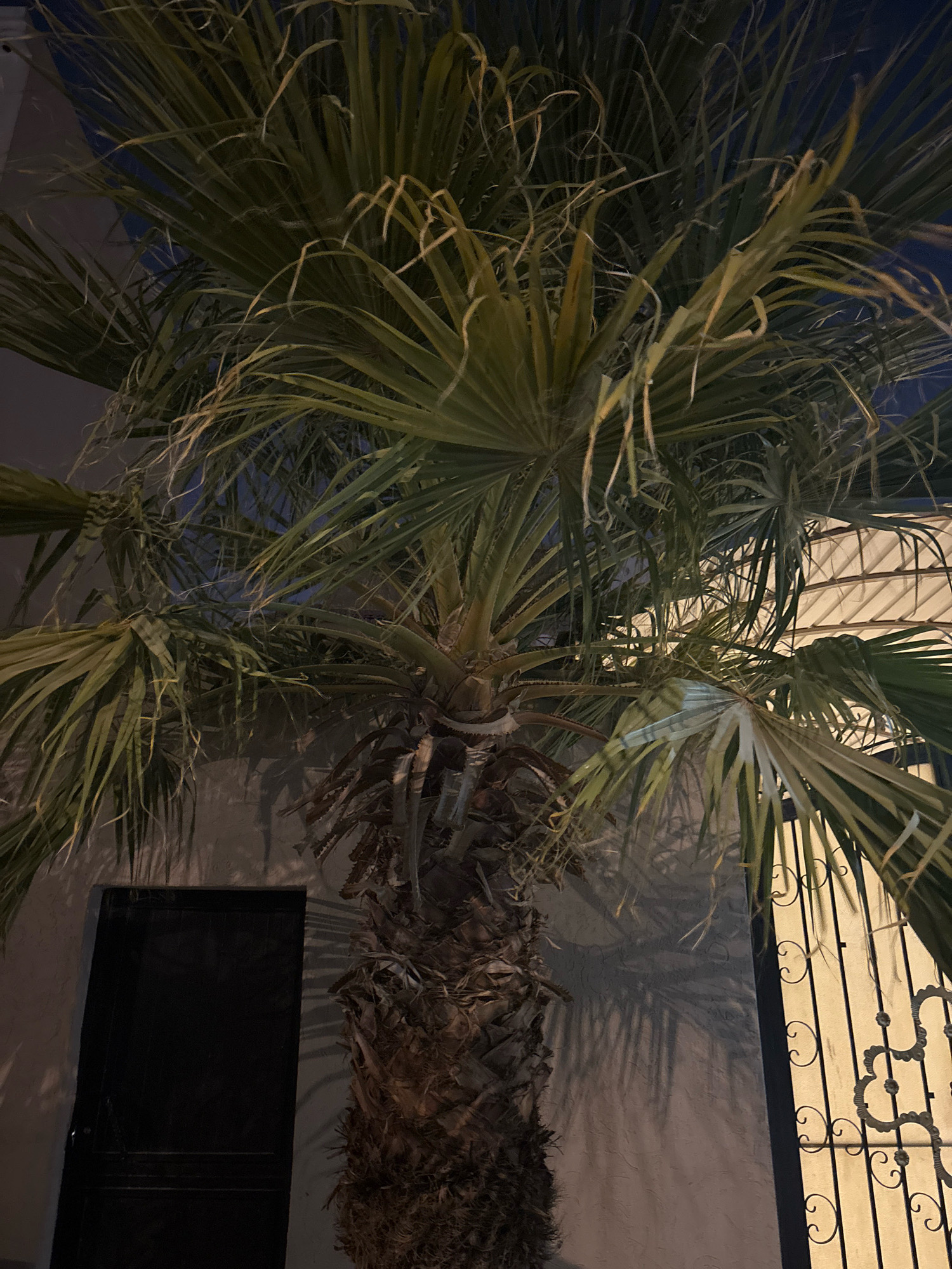 The image shows a palm tree in front of a building at night. The palm tree is in the foreground and its fronds extend across the upper portion of the image. To the left of the palm tree, there is a dark-colored door set into a textured wall. To the right of the palm tree, there is an ornate metal gate casting shadows on the wall. The scene appears to be in an urban environment, possibly a courtyard or residential area. The lighting suggests it is nighttime, with artificial light sources illuminating the scene. The location is identified as Riyadh, Saudi Arabia.