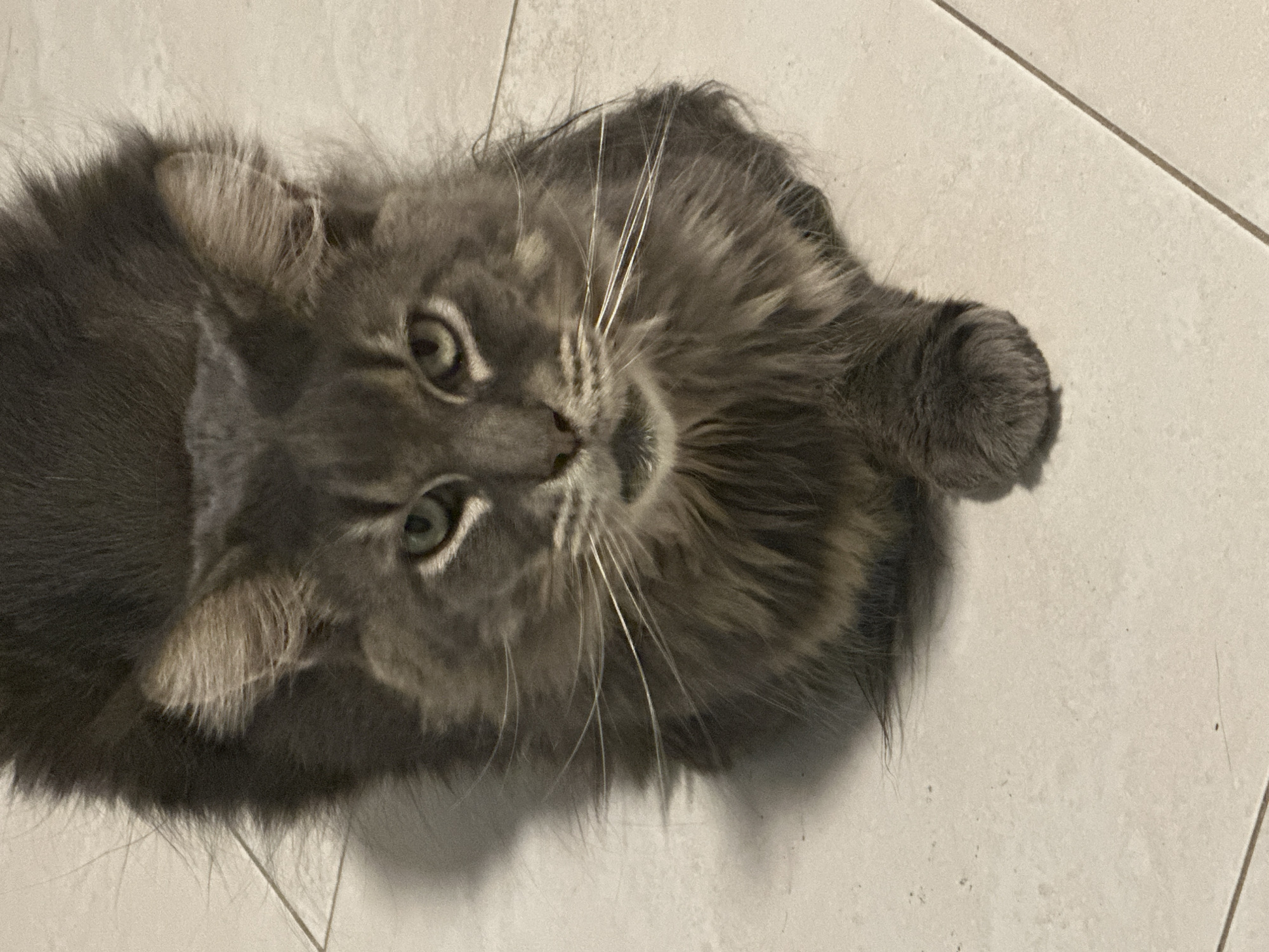 A grey Maine Coon cat is lying down on a tiled floor. The cat is looking directly at the camera with its eyes slightly narrowed. The floor is light-colored and appears to be in a residential setting. There are shadows on the floor, suggesting artificial lighting or a window nearby. The cat's fur is long and fluffy, and it has prominent whiskers. The background is out of focus, but it appears to be a continuation of the tiled floor. There is no indication of the cat's location in Haifa, Israel.