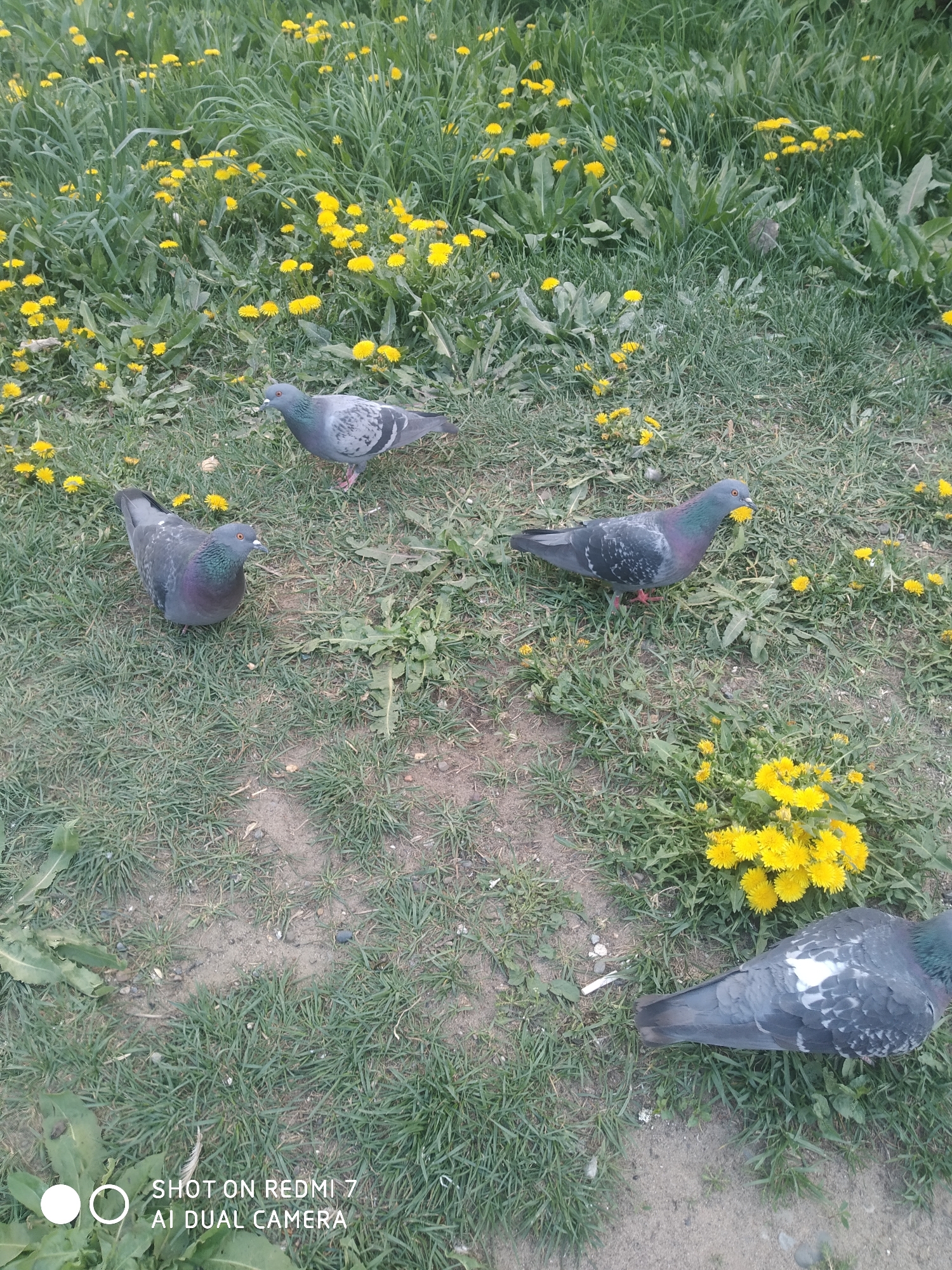 The image shows four pigeons on a grassy area dotted with dandelions. The grass is a mix of green and brown patches, suggesting varying health or recent disturbance. The dandelions are predominantly in bloom, displaying bright yellow flowers. One pigeon is lying down at the bottom right of the frame, while the other three are standing. The picture was taken in Chaikovsky, Russia, as indicated by the EXIF data. The setting appears to be a park or urban green space.