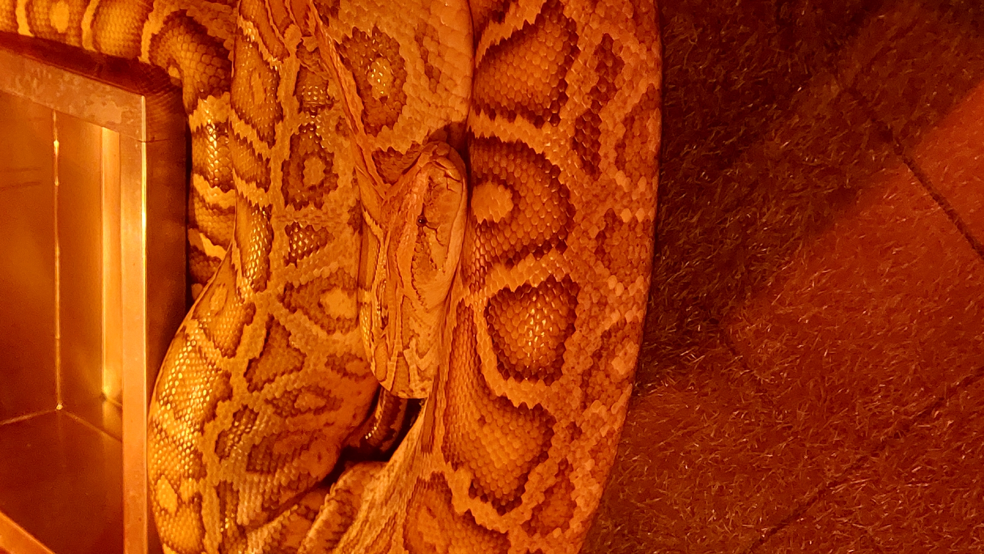 A close-up, vertical shot showcases a coiled python, its scales a gradient of tan and brown with distinct dark, irregular blotches. The snake's head, with its dark eyes and narrow snout, rests on a thicker coil of its body. The background is a warm, orange-toned environment, with a metallic-looking structure visible at the top and a textured, fibrous surface below the snake. The lighting is dim, casting a warm glow over the scene and highlighting the patterns of the snake's skin. The overall impression is one of a reptile at rest in a controlled environment.