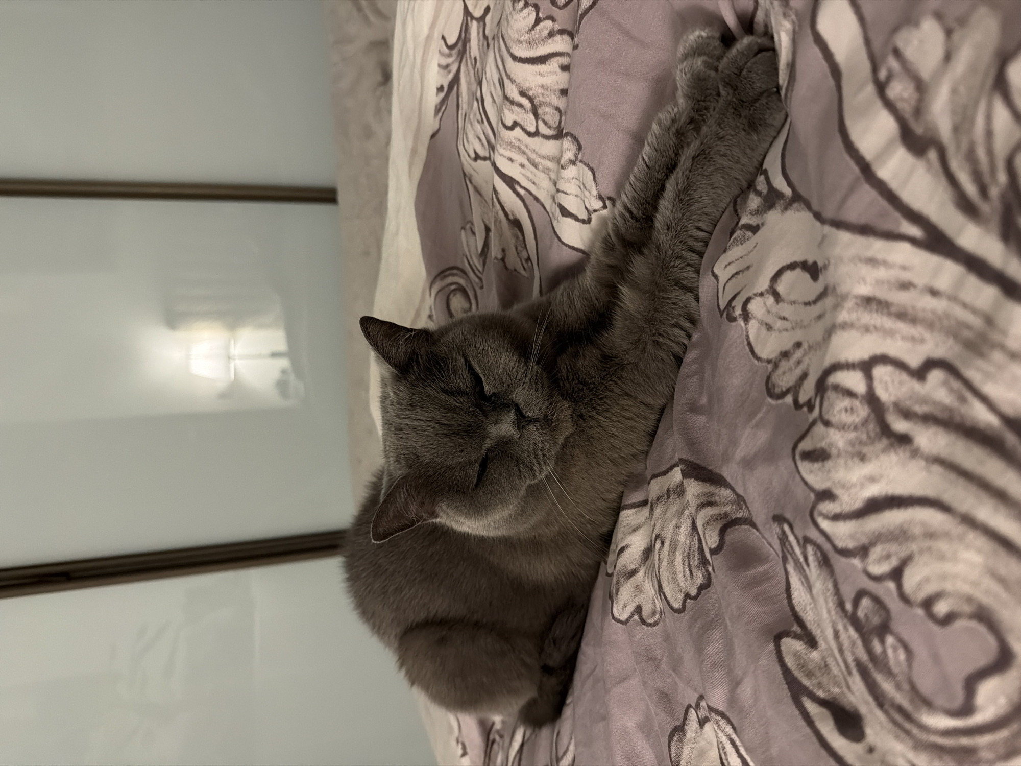 A gray cat lies on a patterned, possibly floral, lavender and gray bedspread. The cat is on its side with its eyes closed, paws extended along the upper right of the bedspread. A light source is visible in the upper left of the frame, suggesting an indoor setting. The city of Riga, Latvia is not discernible from the visual information provided.