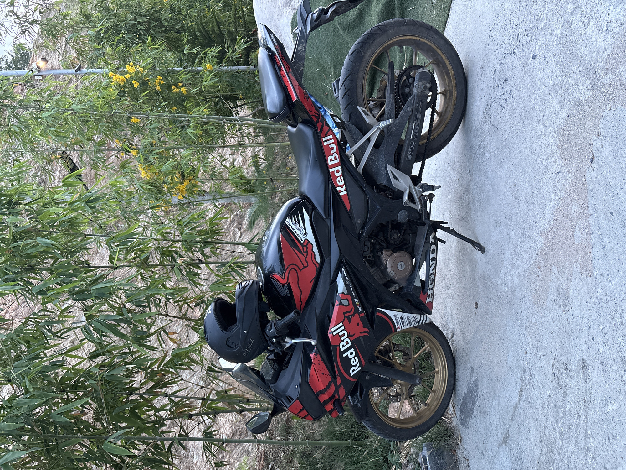 The image shows a black Honda motorcycle with Red Bull decals parked on a concrete surface in what appears to be an outdoor setting. The motorcycle has gold-colored wheels and a black helmet is placed on the handlebars. Bamboo stalks and other foliage are visible in the background.