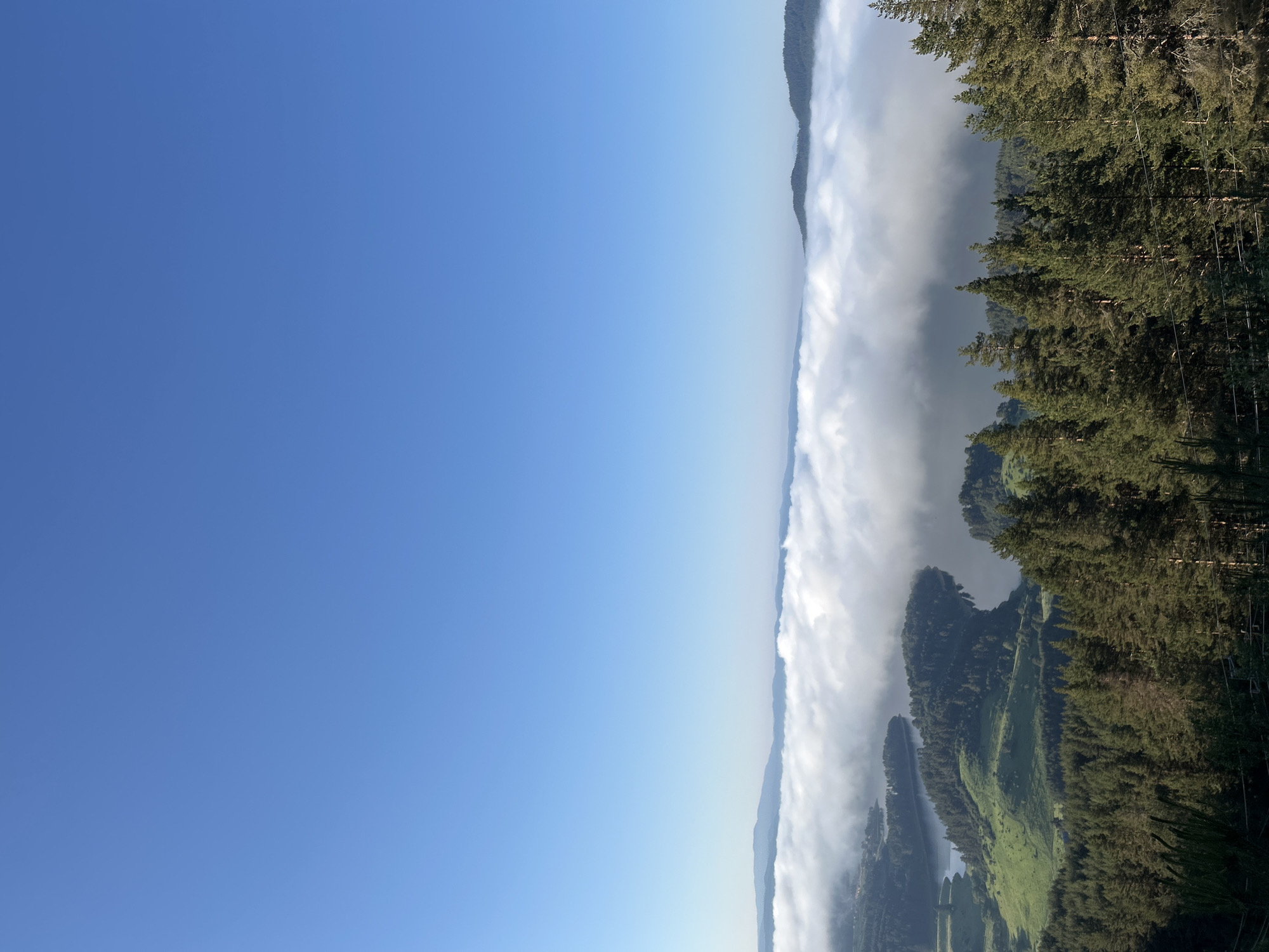 The image is an aerial, high-angle shot of a serene landscape under a clear blue sky. In the foreground, a dense forest of tall pine trees dominates the lower portion of the frame. The trees are a deep green, with textured bark and needle-like foliage.
Beyond the forest, a picturesque scene unfolds. A body of water, likely a lake or reservoir, snakes through rolling green hills dotted with more trees and patches of lighter green, possibly meadows. This body of water is partially obscured by a thick blanket of white clouds that stretches horizontally across the middle ground of the image, creating a striking contrast between the bright white of the clouds and the deep blue of the sky and the earthy tones of the land. The clouds appear to be low-lying, possibly a morning fog.
In the far distance, a range of mountains is visible, their silhouettes softened by the atmospheric haze and the low-lying clouds. The overall impression is one of tranquility and natural beauty, with the scene illuminated by bright, natural light. There are no people or man-made structures immediately apparent, emphasizing the untouched nature of the environment. The image captures a moment of peaceful natural splendor.