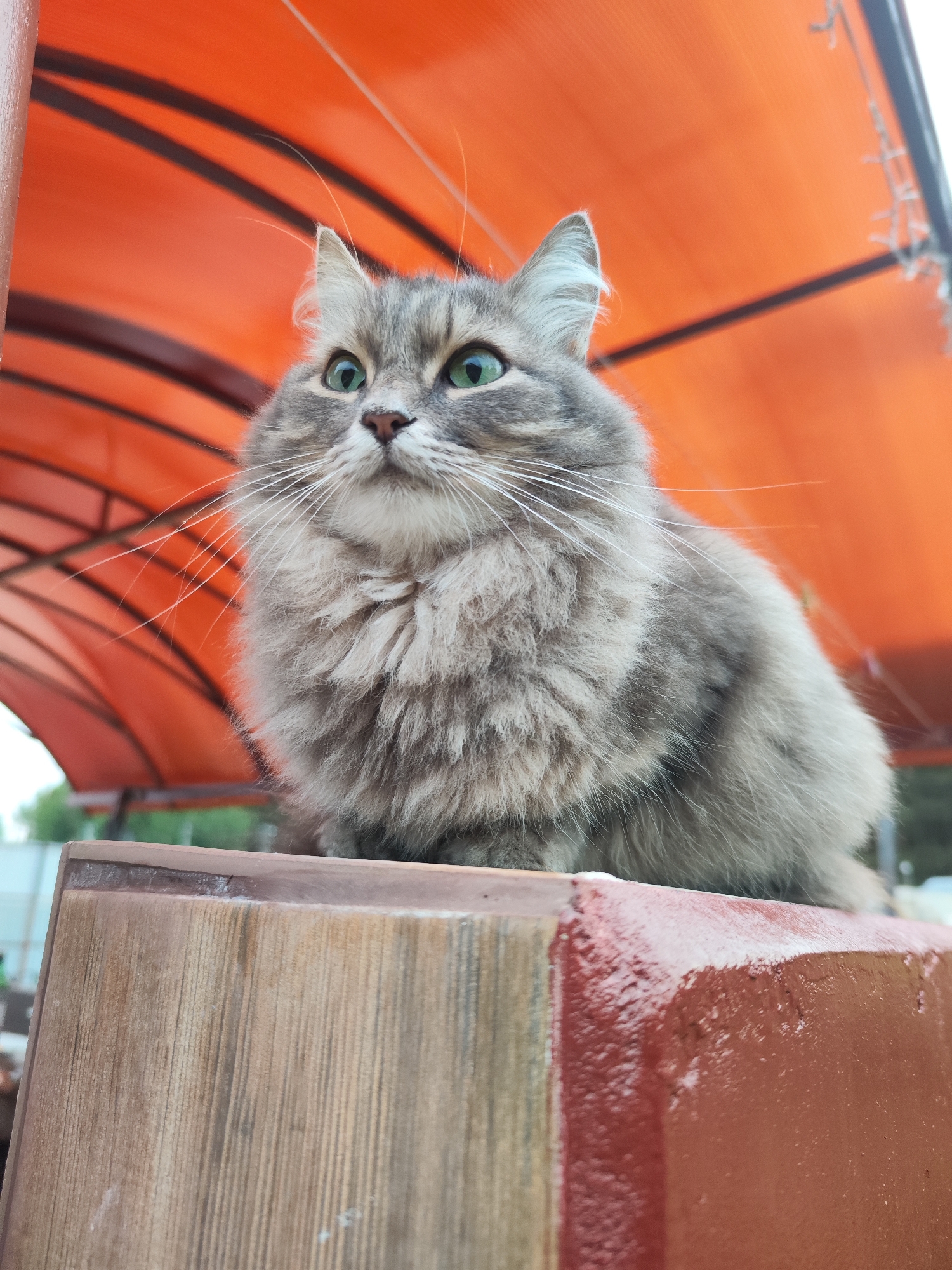 A medium-high angle shot captures a fluffy grey tabby cat with piercing green eyes perched atop a wooden and red-painted structure. The cat is positioned against a background of an orange awning with dark curved supports. The structure the cat sits on is a rectangular block, divided into sections of vertical wood grain on the left and solid red paint on the right. The outdoor setting is likely in the city of Chaikovsky, Russia, though specific urban details are not visible to confirm the location. The cat is the primary subject, and the focus is on its appearance and location.