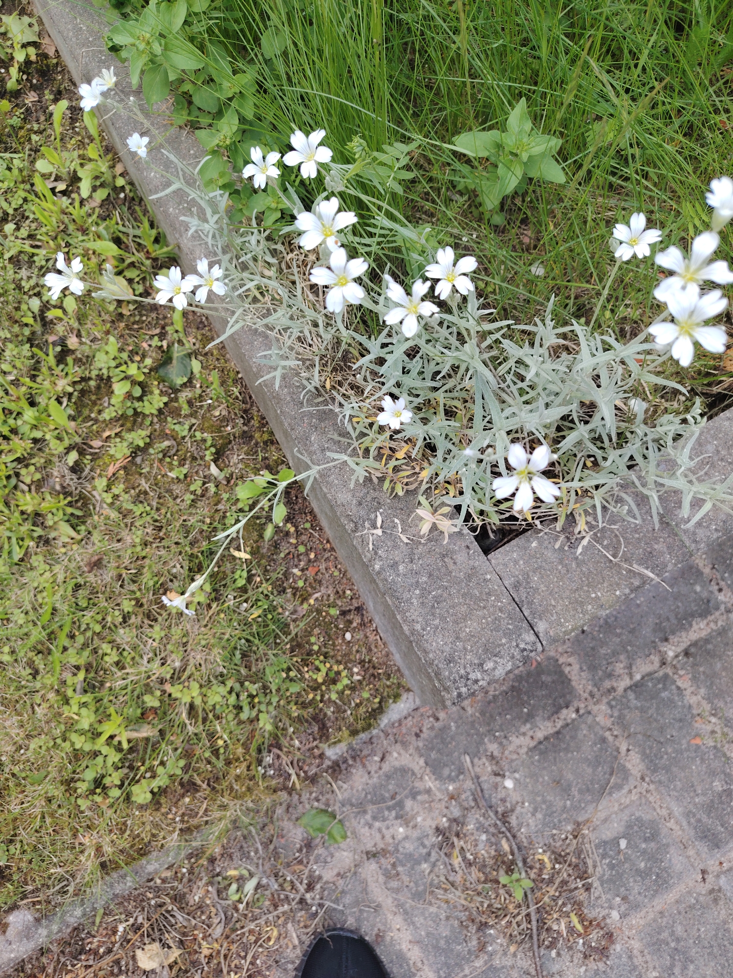 The image depicts a patch of Cerastium tomentosum (Snow-in-Summer) flowers growing along a concrete border adjacent to an area of grass and weeds. The concrete border appears to be a segment of a raised flower bed or edging. The ground is covered in short grass, weeds, and some dead leaves. The location is likely in Бараўлянскі сельскі Савет, Belarus, although there are no specific landmarks or indicators to confirm this. A small portion of a black shoe is visible in the lower left corner of the image. The scene is outdoors, likely during the daytime.