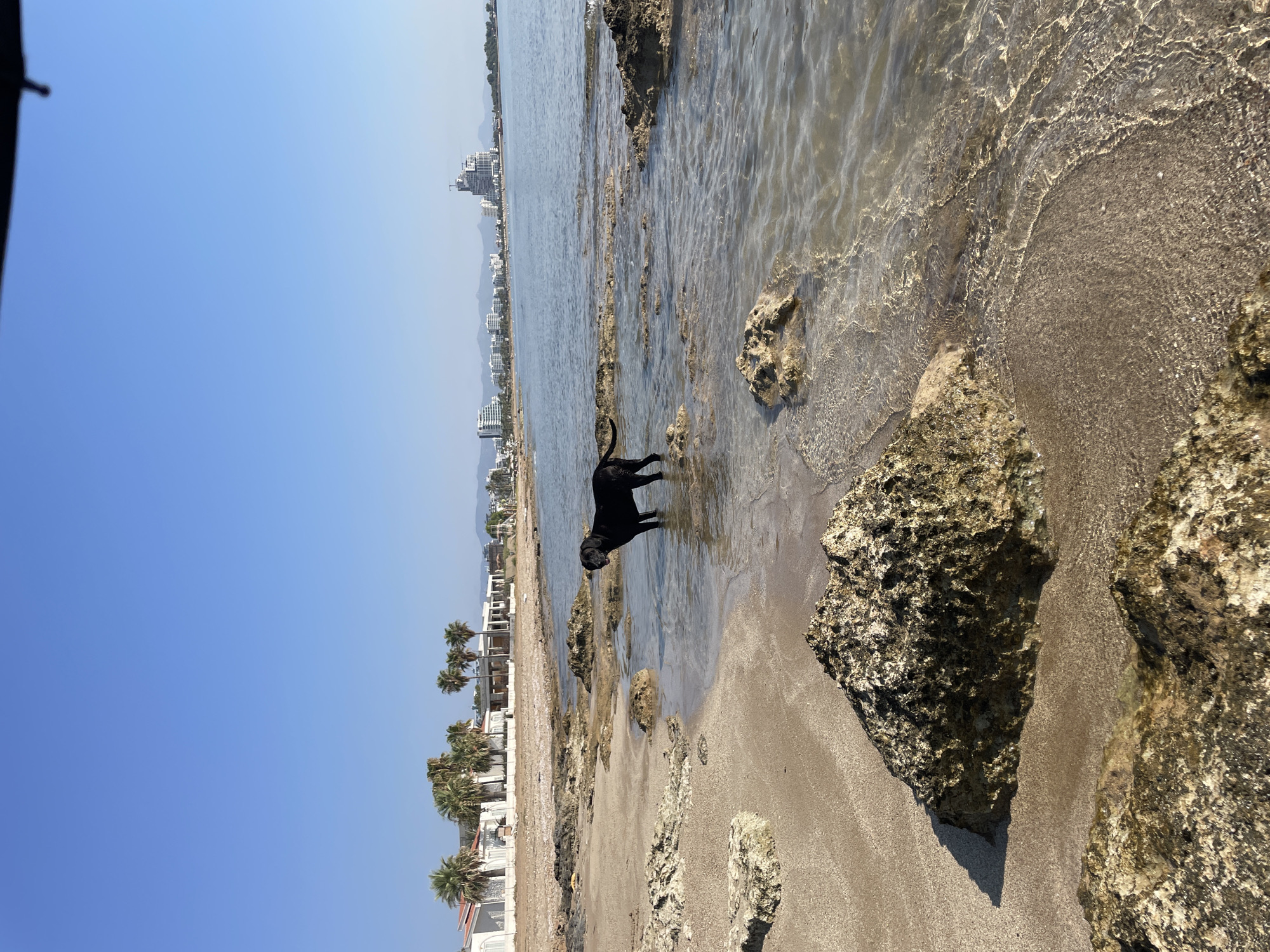 A black dog stands in shallow water on a sandy and rocky beach. The dog is facing right, with its head turned towards the viewer. Behind the dog, a shoreline with white buildings and palm trees stretches into the distance. The sea is calm and clear, with sunlight reflecting off the surface. In the background, a city skyline with several buildings, including a tall white tower, is visible against a clear blue sky. The foreground features large rocks and coarse sand. The scene depicts a coastal area, likely in or near Spathariko, Northern Cyprus, on a clear day.