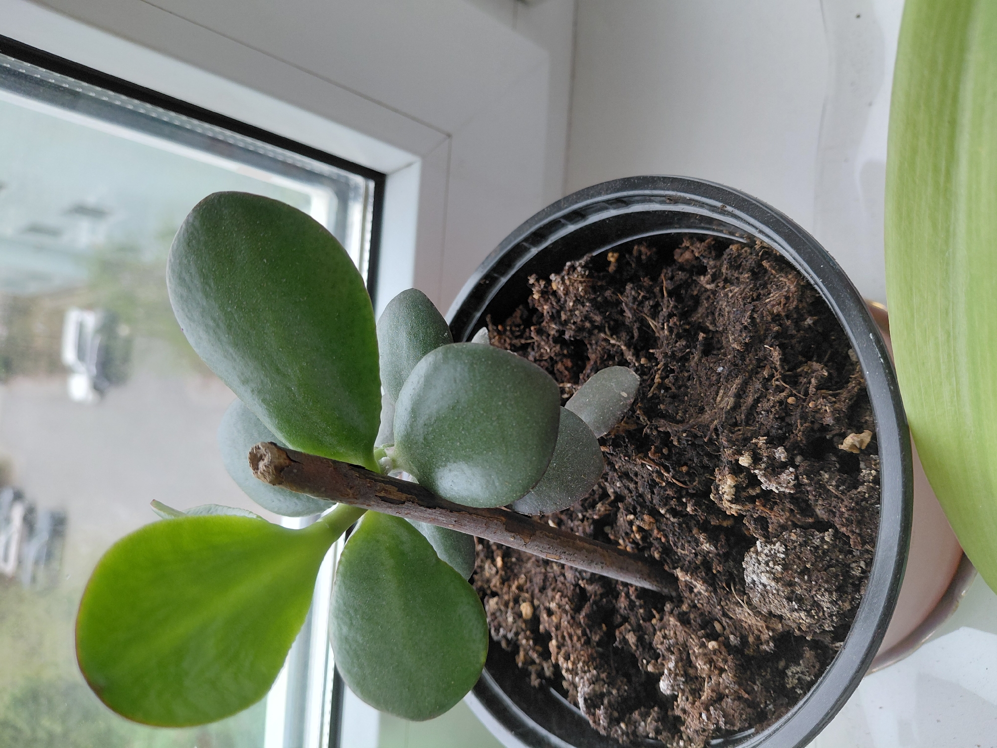 An overhead shot captures a succulent plant in a black plastic pot, placed on a white windowsill. The plant, possibly a type of Crassula, features thick, fleshy, oval-shaped leaves ranging from vibrant green to a grayish-green, with some new, lighter green leaves visible towards the bottom left. A thin, brown wooden stick is embedded in the soil, appearing to support the plant's stem.
The pot contains dark, somewhat clumpy soil, indicating it might be dry. To the right, part of another plant with smooth, light green, flat leaves is visible. Behind the main plant, a white window frame and a windowpane reveal a blurred outdoor scene. The view outside, soft and desaturated, shows outlines of buildings, suggesting an urban or residential environment. The natural light filtering through the window indicates it is daytime, possibly an overcast day or during a soft light period. No specific activities are depicted, and no text is visible in the image. The setting is indoors, looking out through a window in Nadym, Russia.