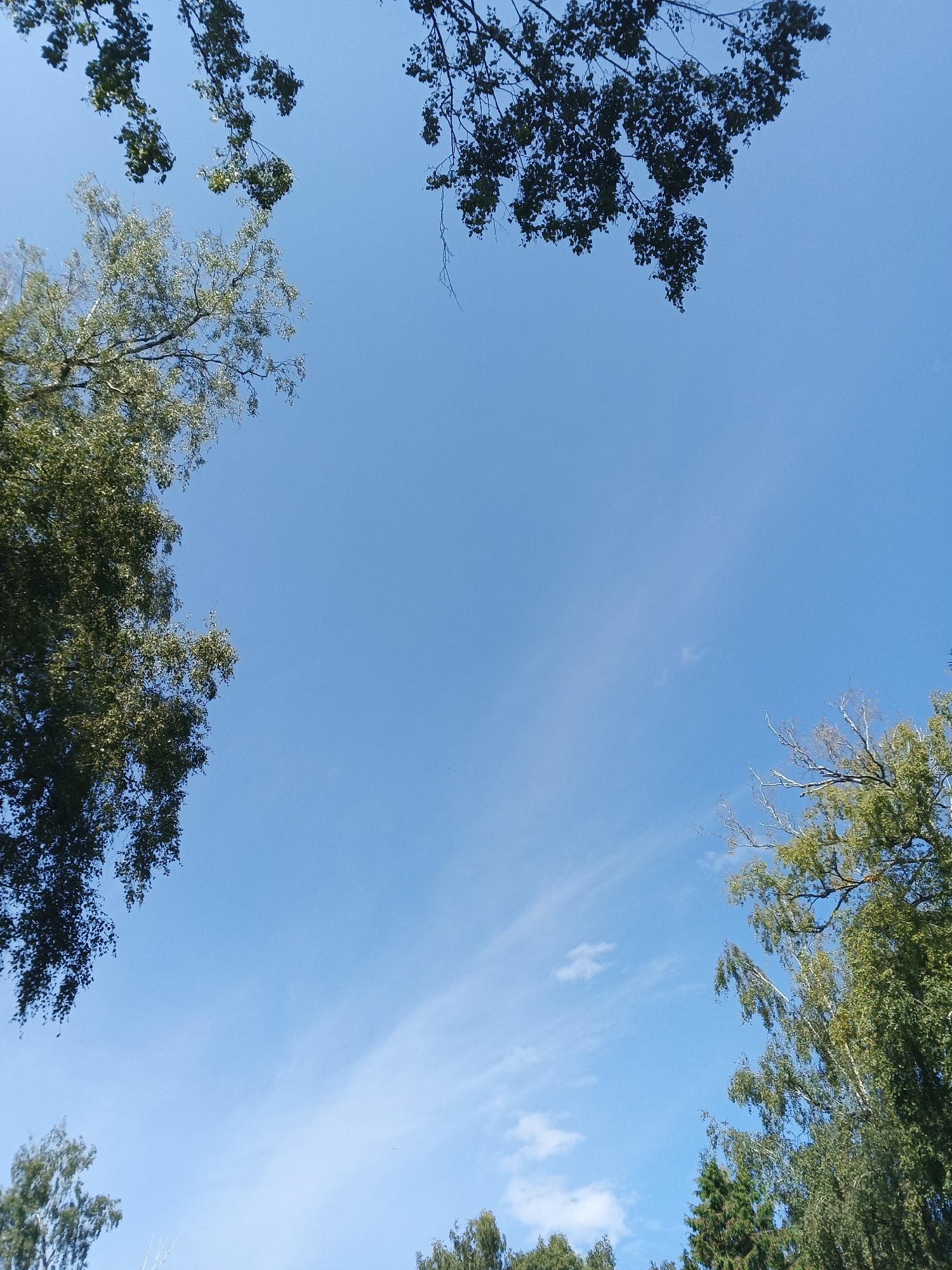 This image is a low-angle shot of a bright blue sky with scattered wispy clouds. The edges of the frame are framed by the leafy branches of trees. On the left side, a large birch tree with light-colored bark and green leaves dominates the view. The top edge of the frame shows darker, more densely packed leaves from another tree, possibly an oak. On the right side, more green foliage from trees is visible, interspersed with bare branches. The overall impression is one of looking up through a canopy of trees on a clear, sunny day. The location is not specified in the provided text.
