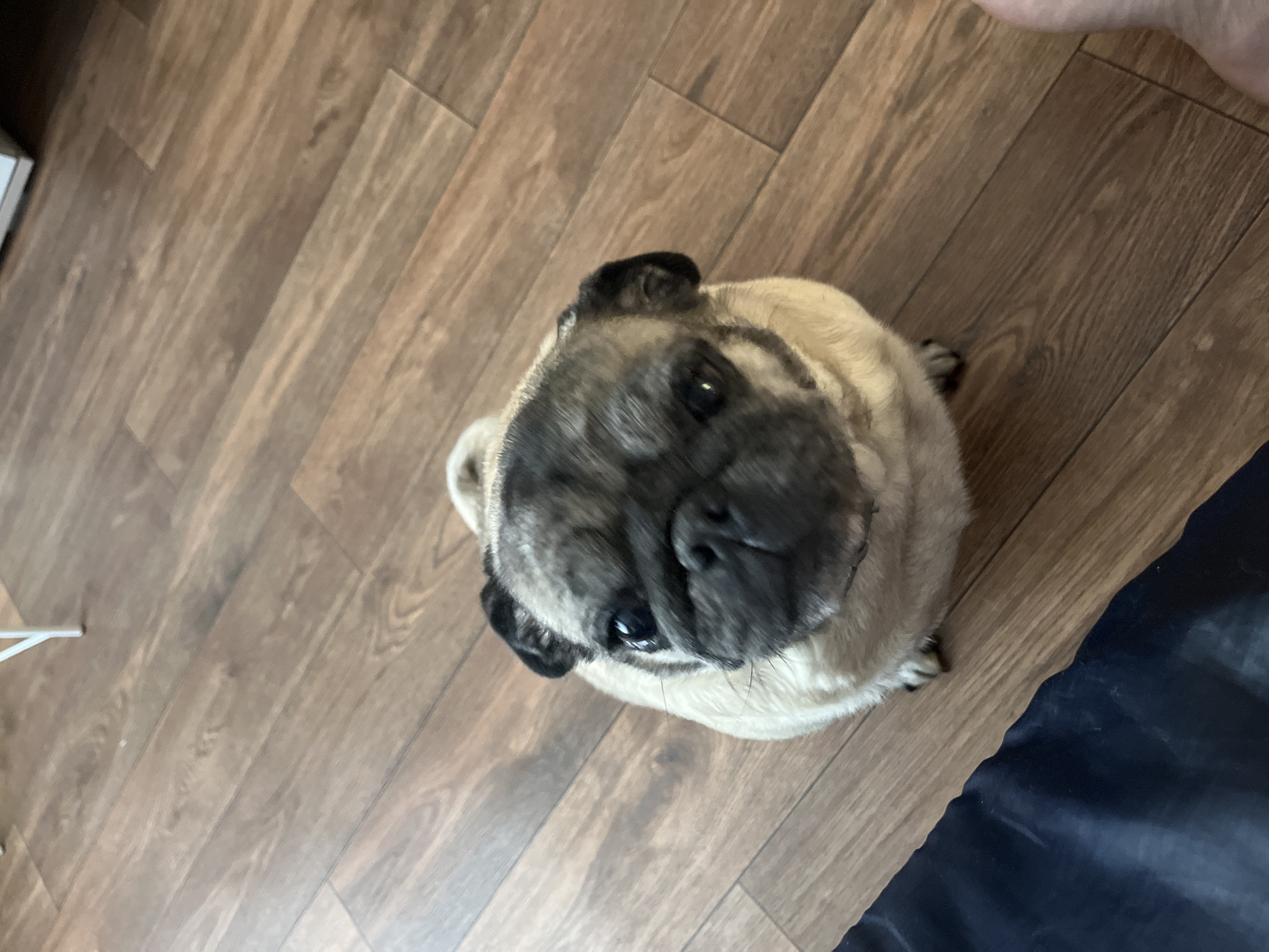 A pug sits on a wooden floor, looking up at the camera. The pug is light tan with black markings on its face and ears. The floor is made of dark brown wood planks. To the left of the pug, a dark blue cloth is visible. In the background, a white object, possibly furniture, is partially visible. The scene appears to be indoors. There is no information in the image to indicate the location is the city of Chaikovsky, Russia.
